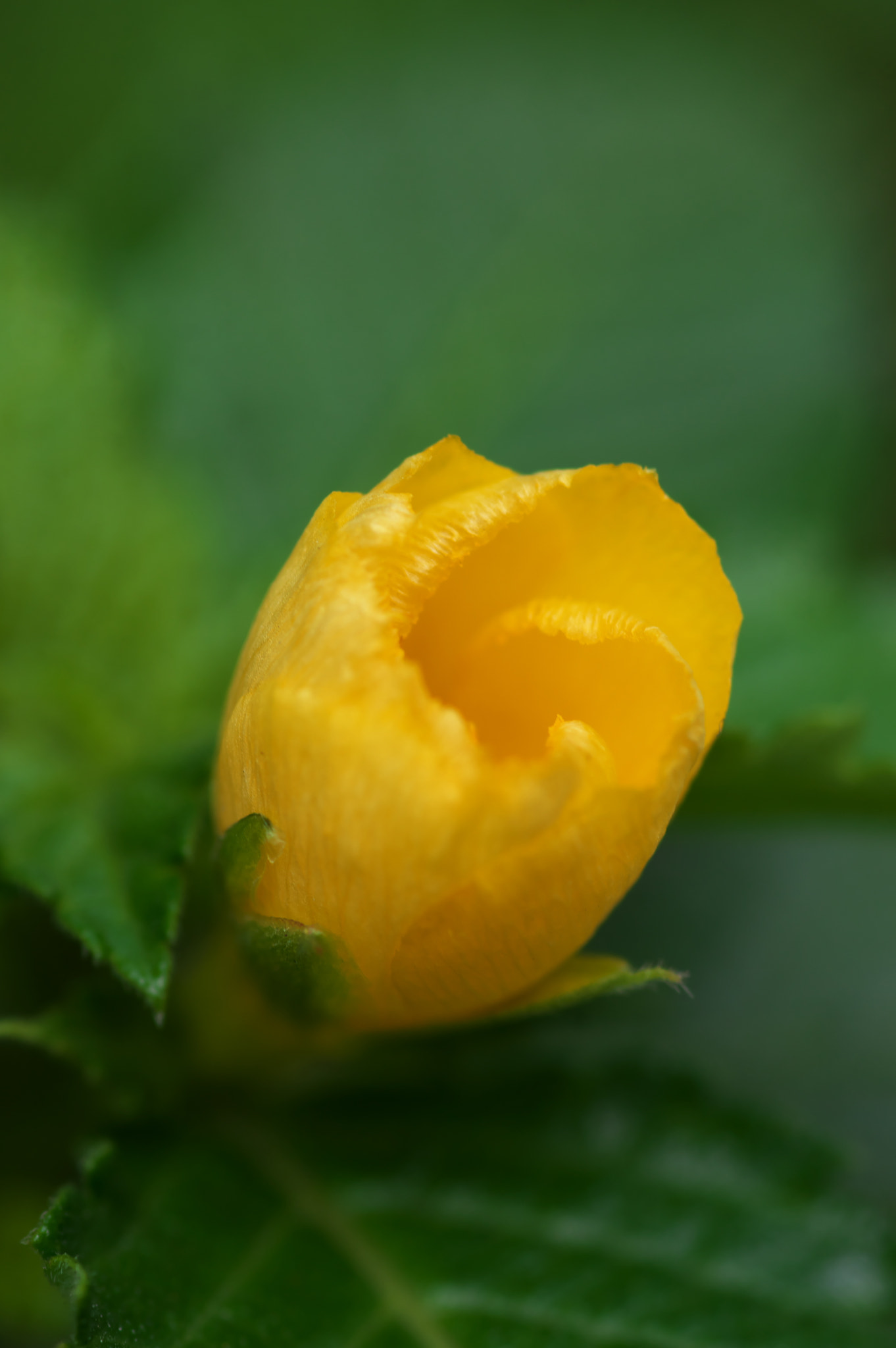Pentax smc D-FA 100mm F2.8 Macro WR sample photo