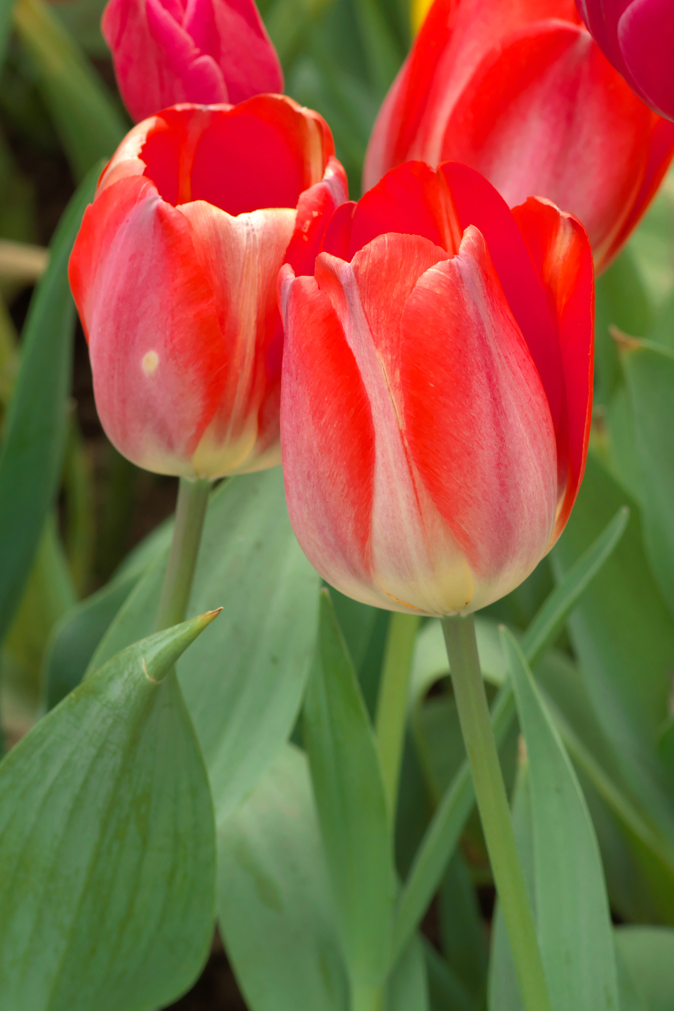 Pentax K-3 + Pentax smc D-FA 100mm F2.8 Macro WR sample photo