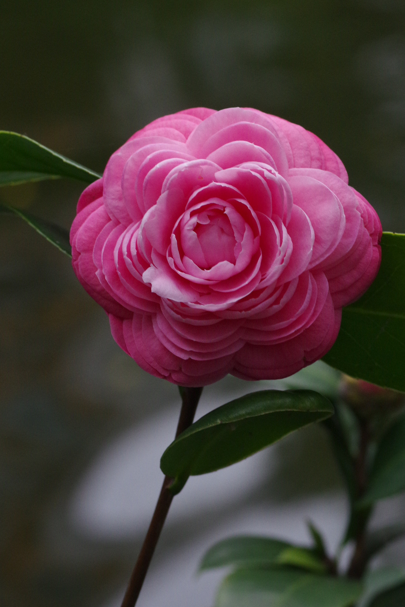 Pentax smc D-FA 100mm F2.8 Macro WR sample photo