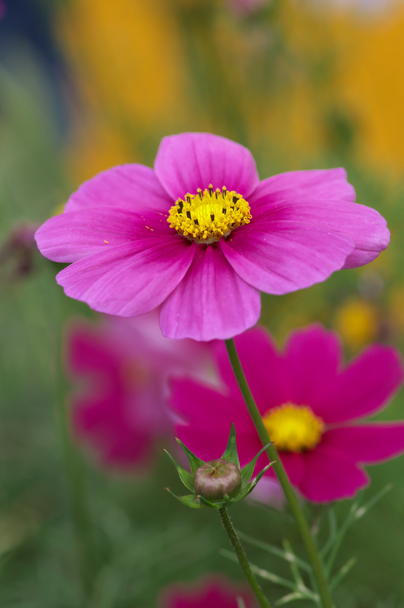 Pentax K-3 + Pentax smc D-FA 100mm F2.8 Macro WR sample photo