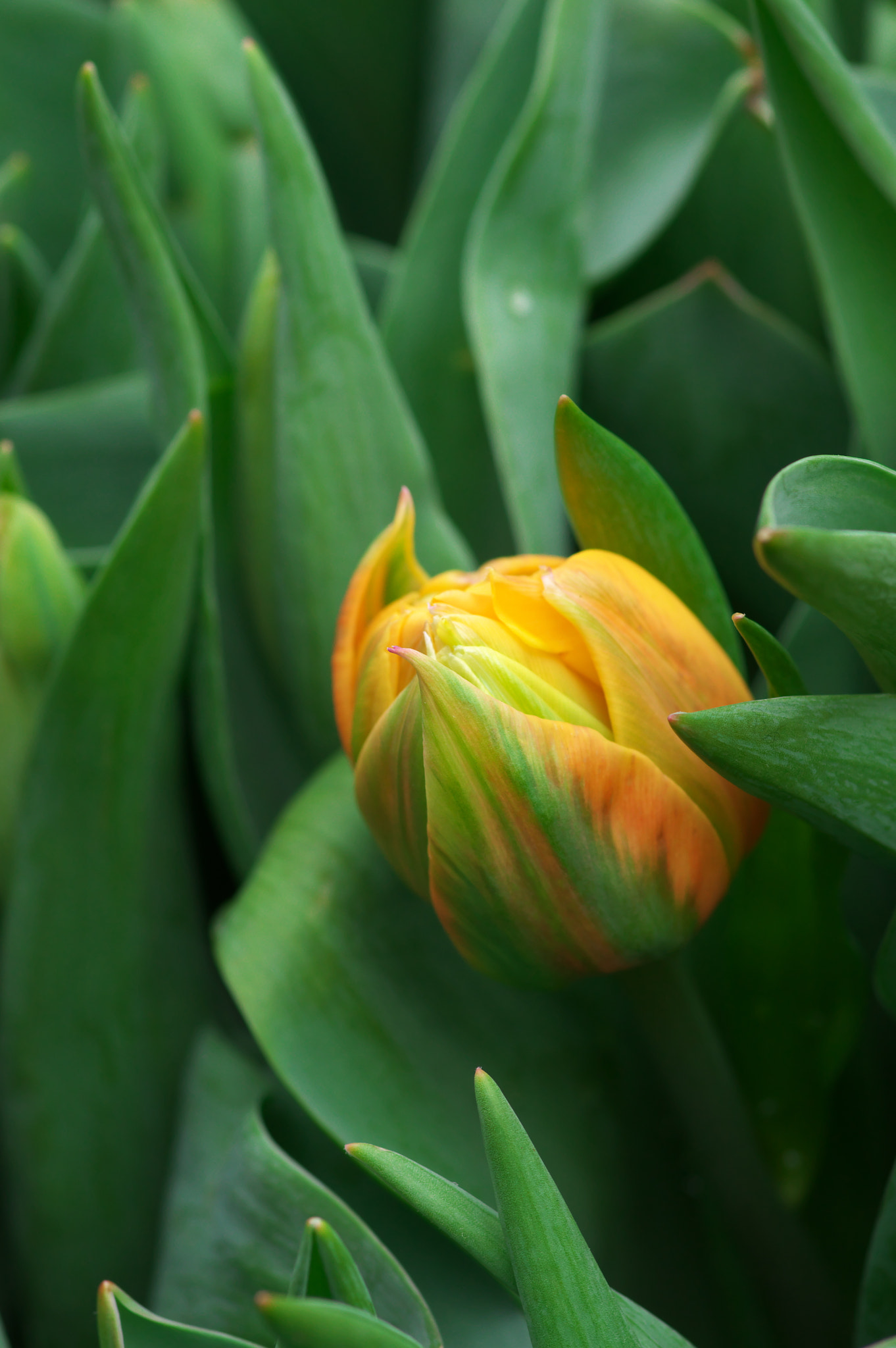 Pentax K-3 + Pentax smc D-FA 100mm F2.8 Macro WR sample photo