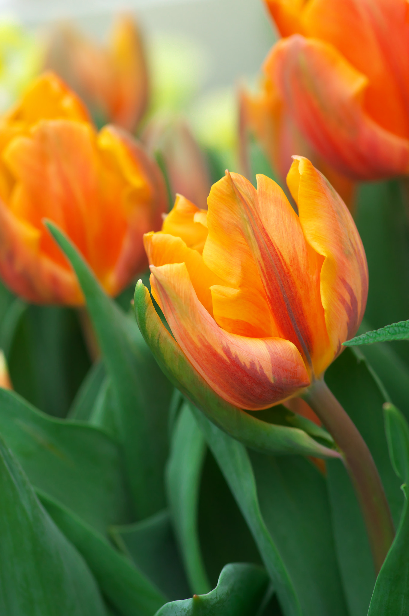 Pentax K-3 + Pentax smc D-FA 100mm F2.8 Macro WR sample photo