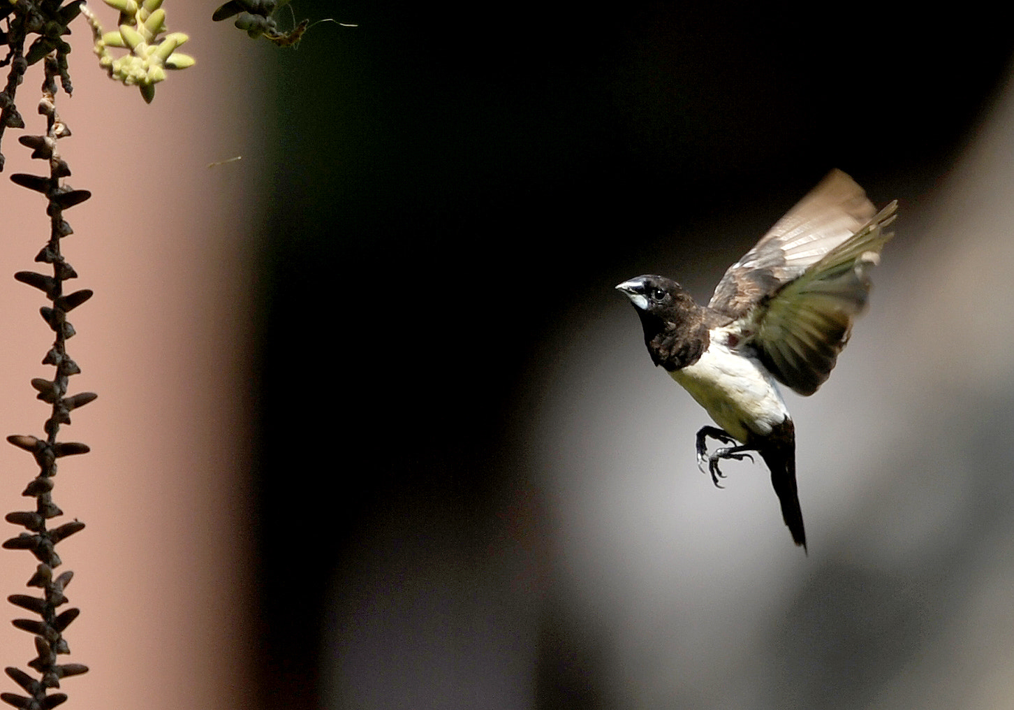 Tokina AT-X 304 AF (AF 300mm f/4.0) sample photo. Approaching photography