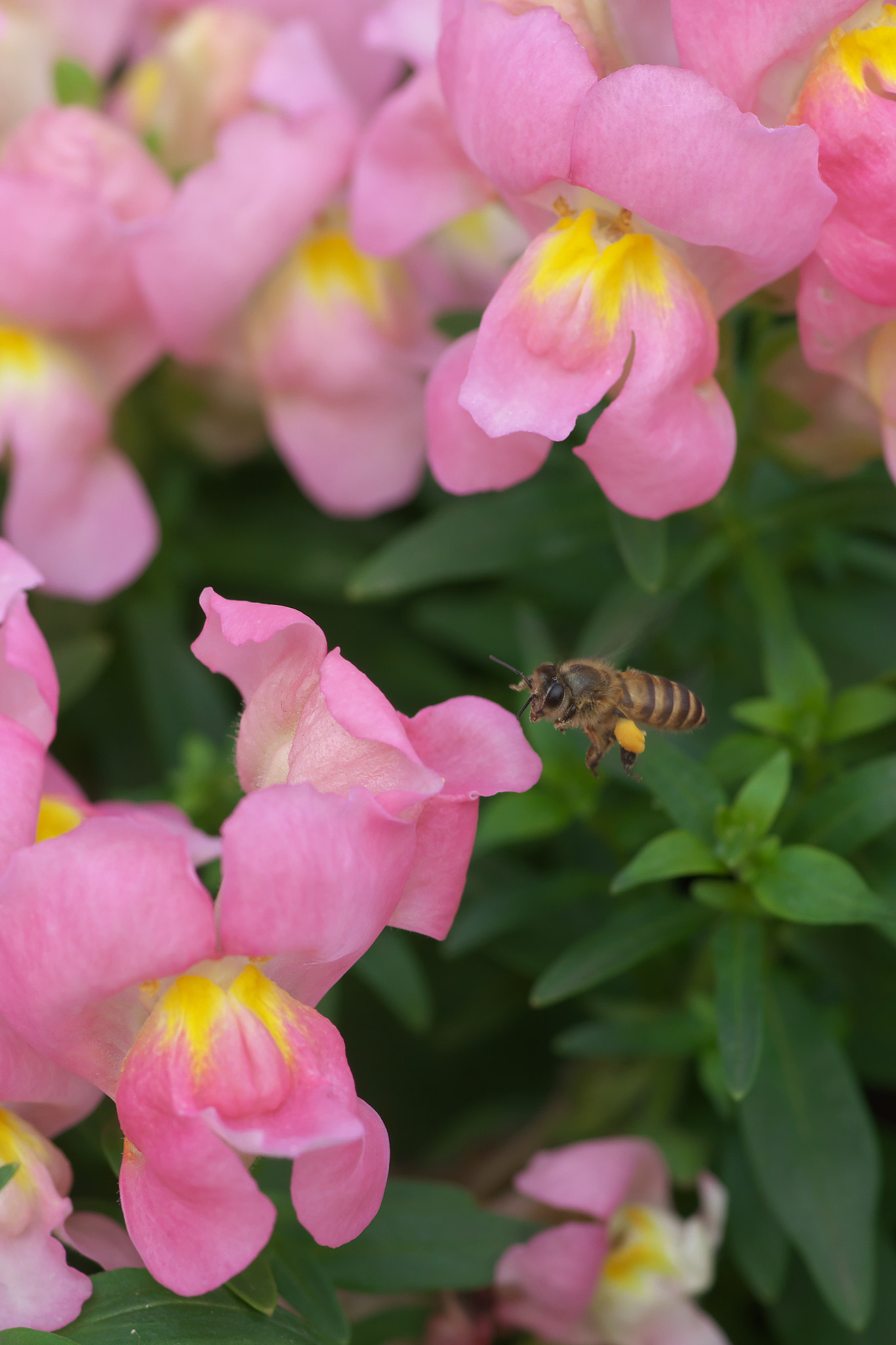 Pentax K-3 + Pentax smc D-FA 100mm F2.8 Macro WR sample photo