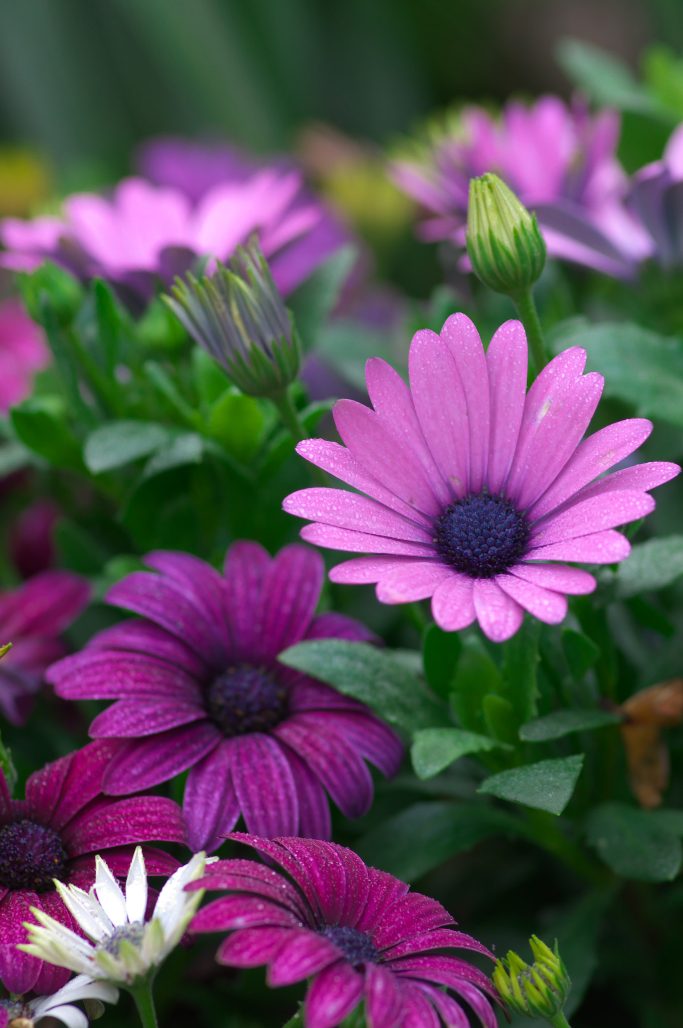 Pentax smc D-FA 100mm F2.8 Macro WR sample photo