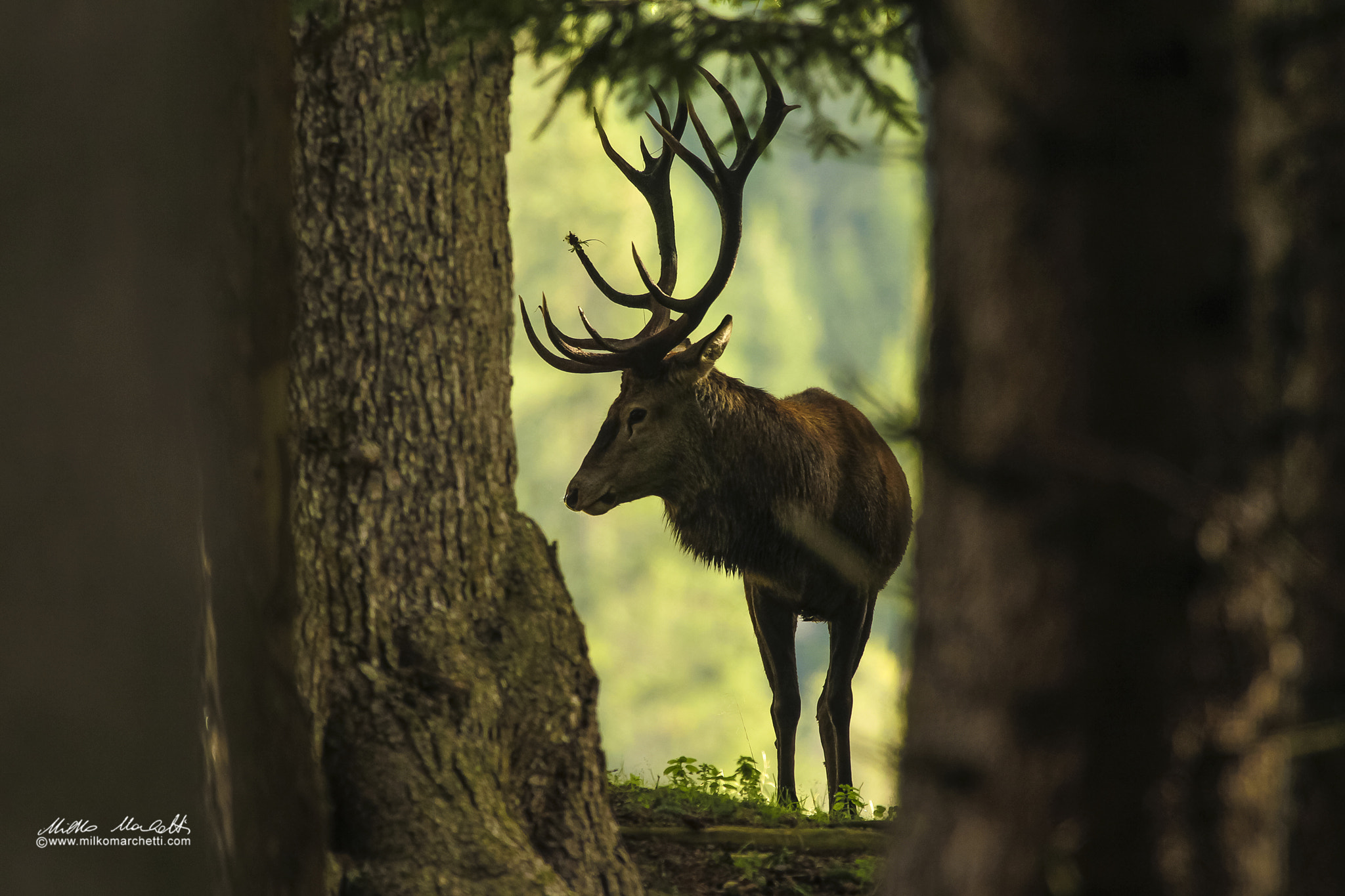 Canon EOS-1D Mark IV + Canon EF 300mm f/2.8L + 1.4x sample photo. Deer photography