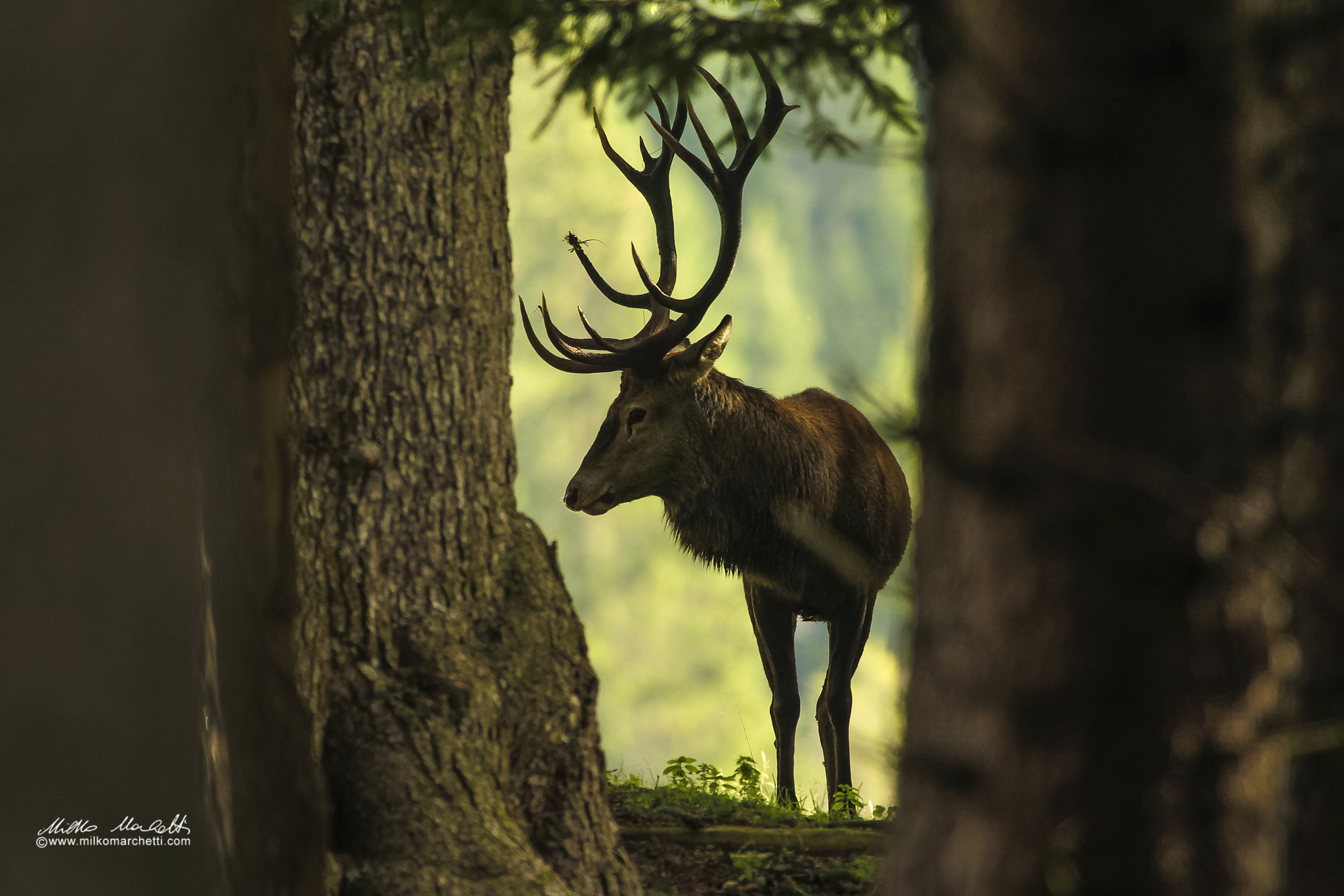 Canon EF 300mm f/2.8L + 1.4x sample photo. Deer photography