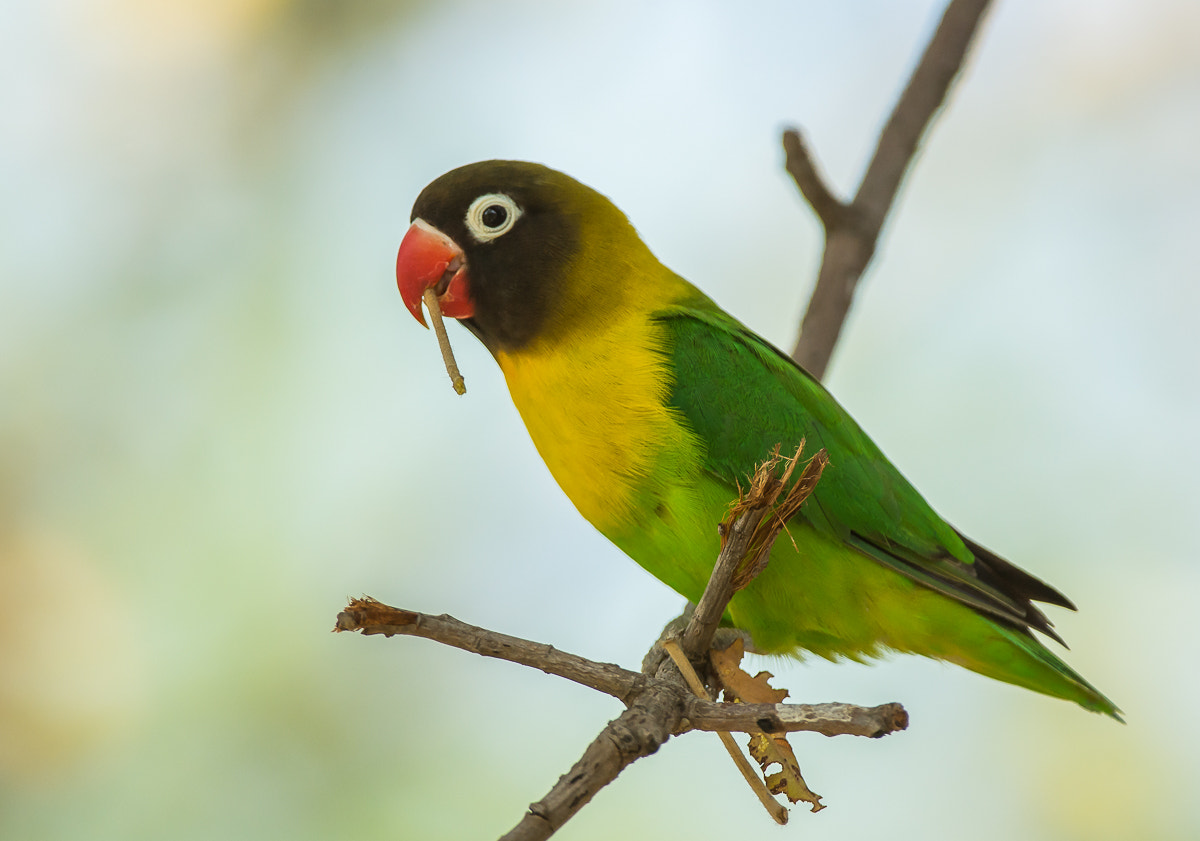 Nikon AF-S Nikkor 200-400mm F4G ED-IF VR sample photo. Yellow-collared lovebird. photography