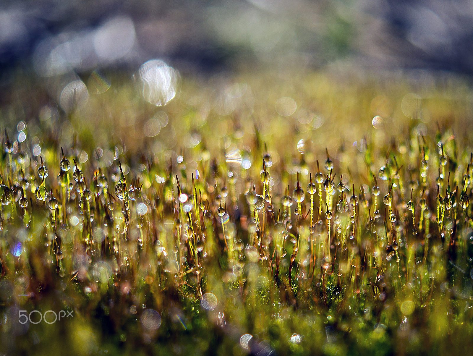 Sony DT 30mm F2.8 Macro SAM sample photo. Morning dew photography