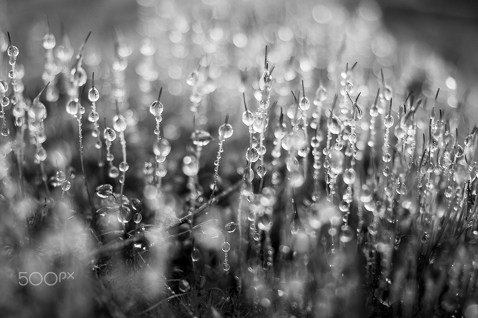 Sony DT 30mm F2.8 Macro SAM sample photo. Morning dew photography