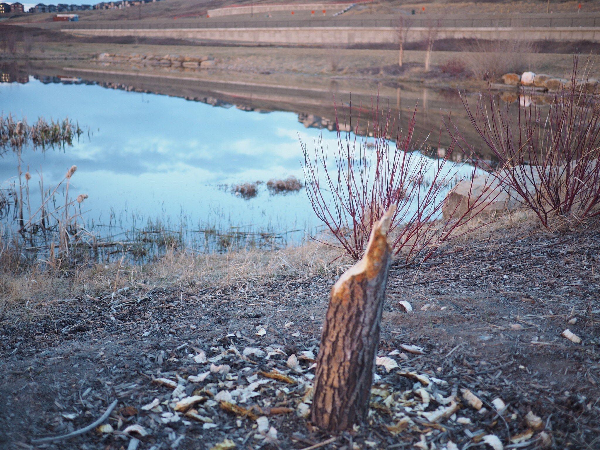 Olympus OM-D E-M5 II + Panasonic Lumix G 20mm F1.7 ASPH sample photo. Reflection photography
