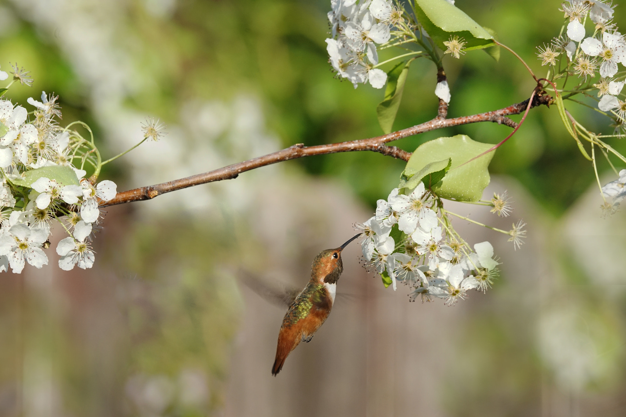 Sony 70-400mm F4-5.6 G SSM II sample photo