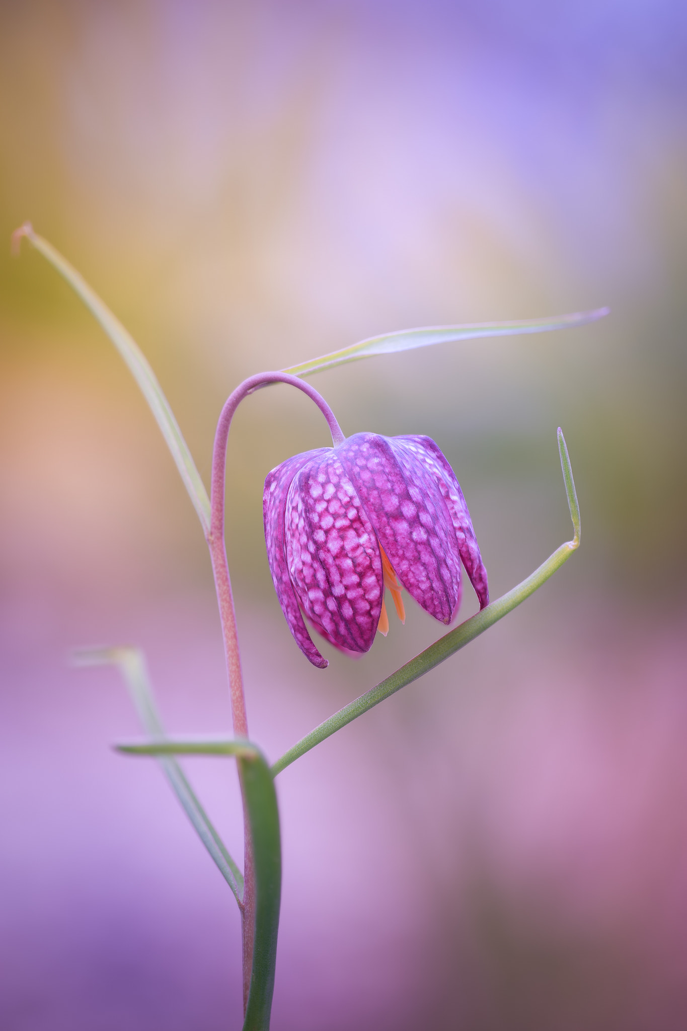 100mm F2.8 G SSM OSS sample photo. The awakening... photography