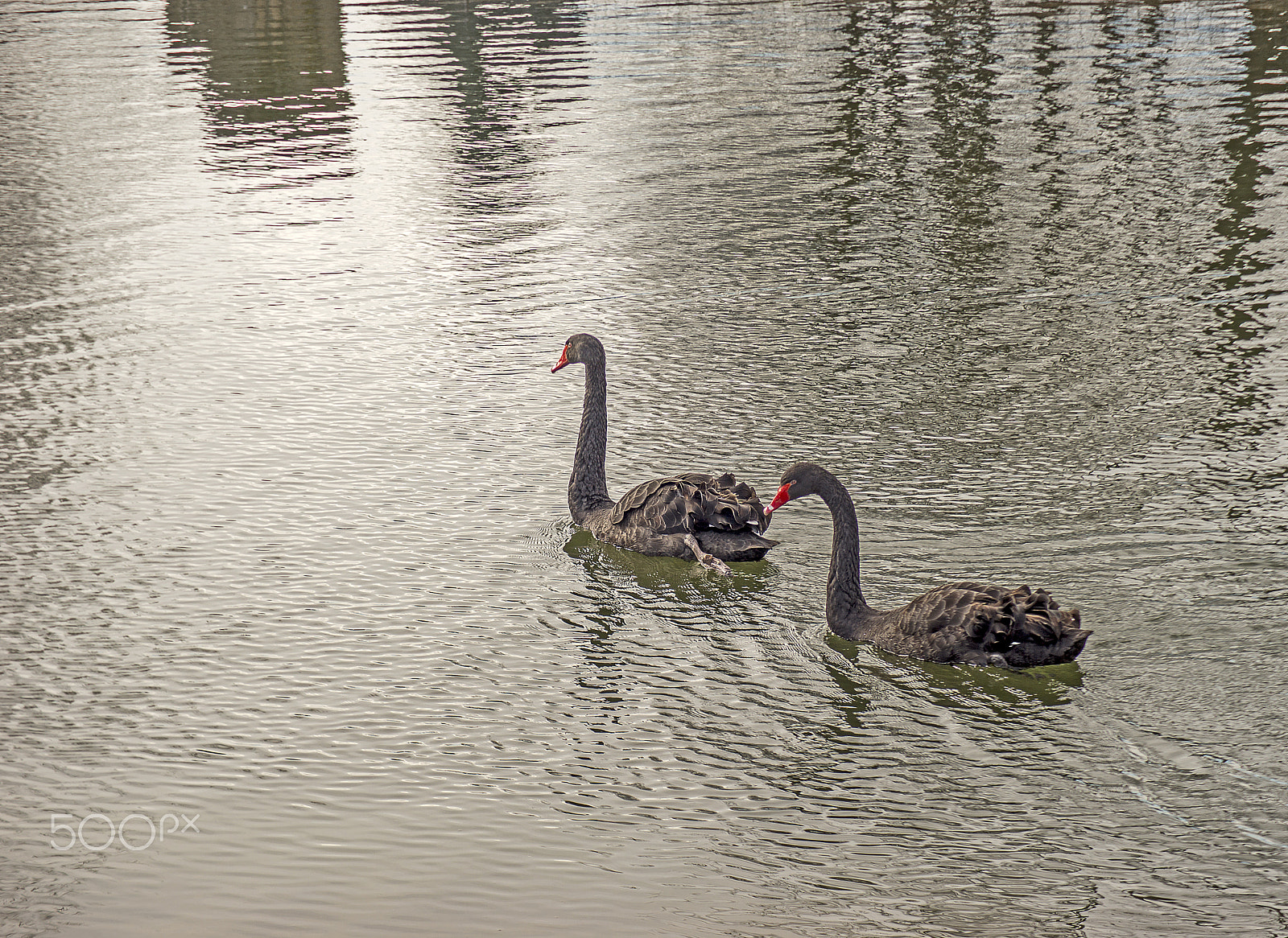 Sony a99 II + Tamron AF 70-300mm F4-5.6 Di LD Macro sample photo. Black swans... photography