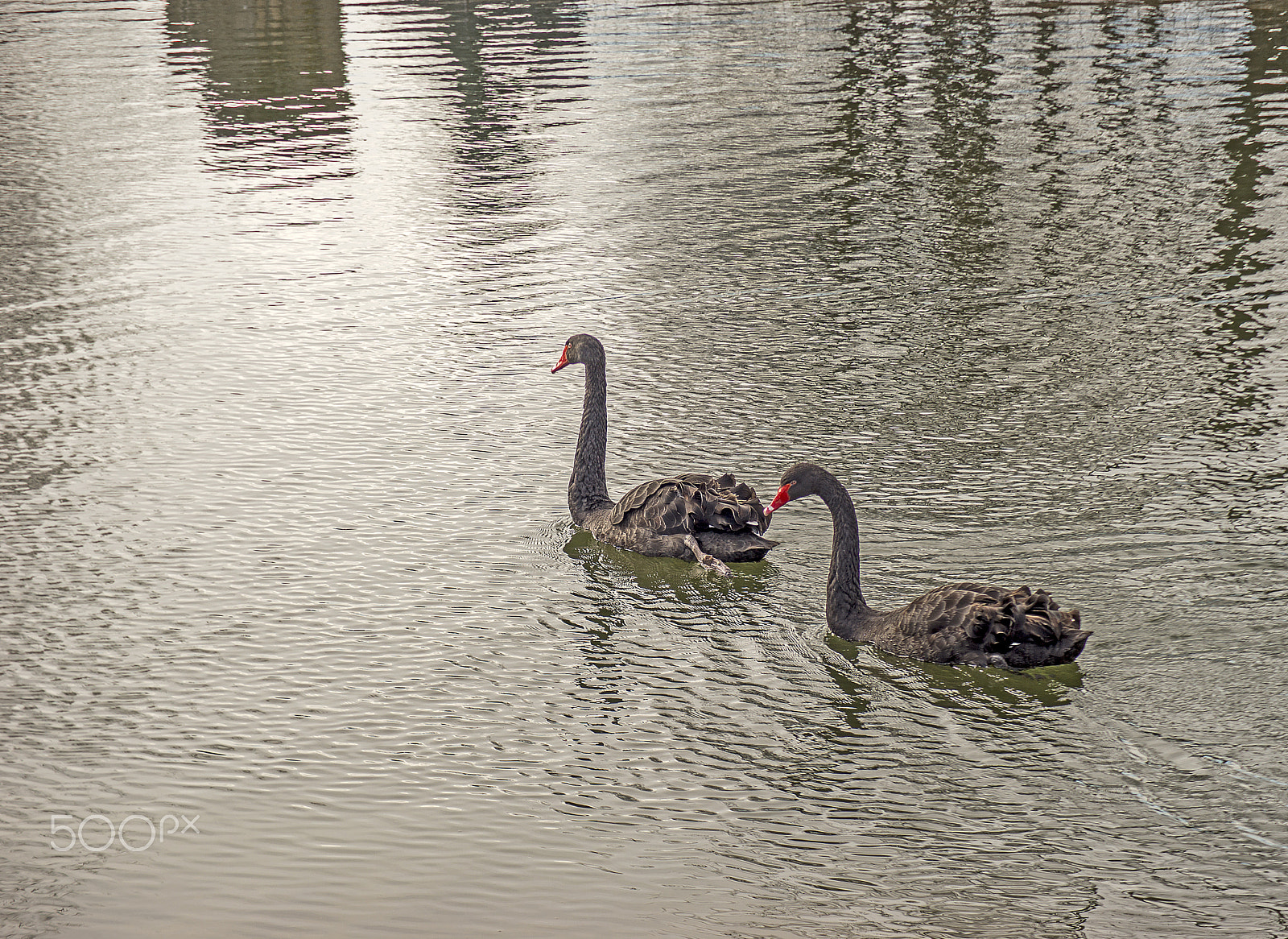 Sony SLT-A99V sample photo. Black swans... photography