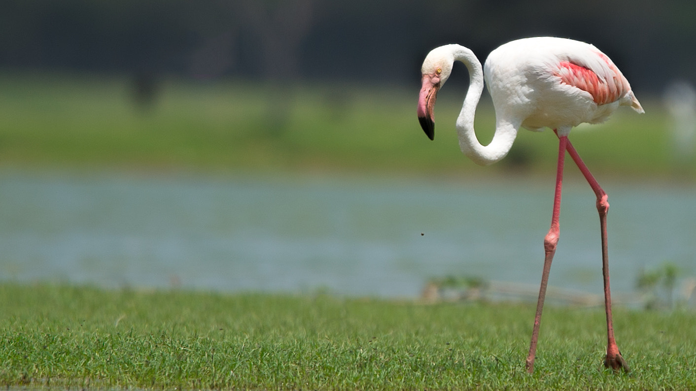 Nikon D4S sample photo. Greater flamingo photography