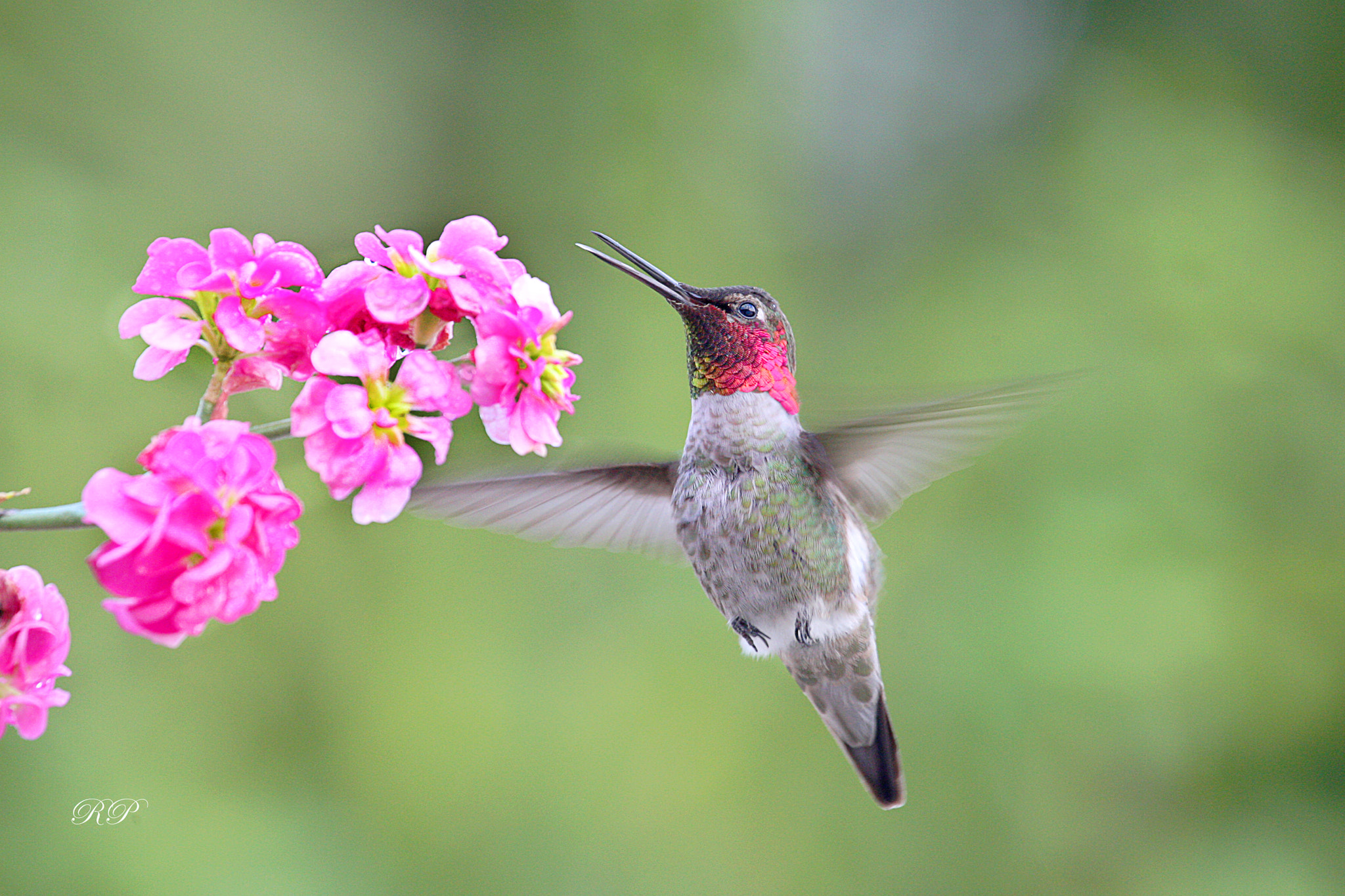 Canon EOS-1D Mark III sample photo