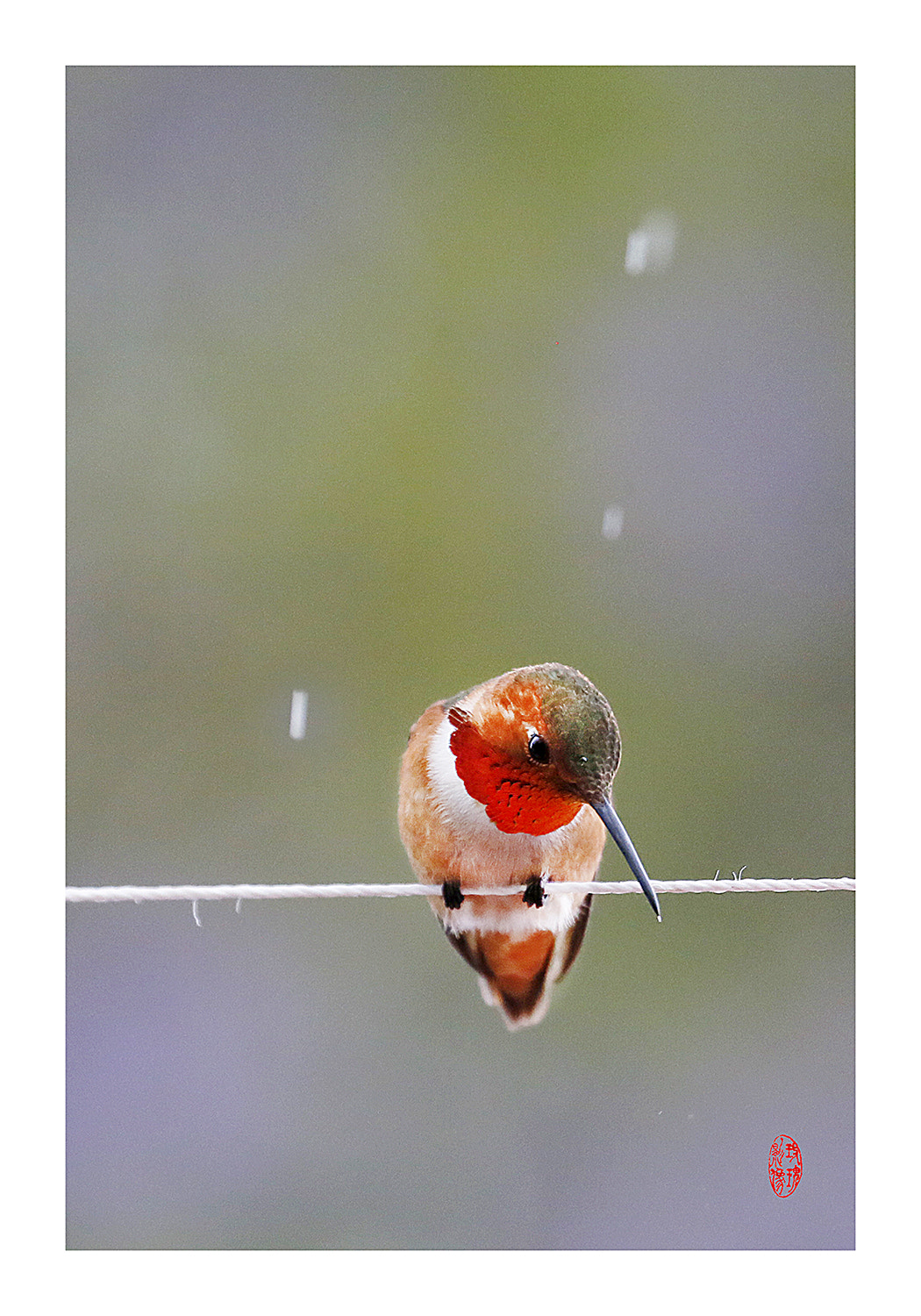 Canon EF 100-400mm F4.5-5.6L IS USM sample photo