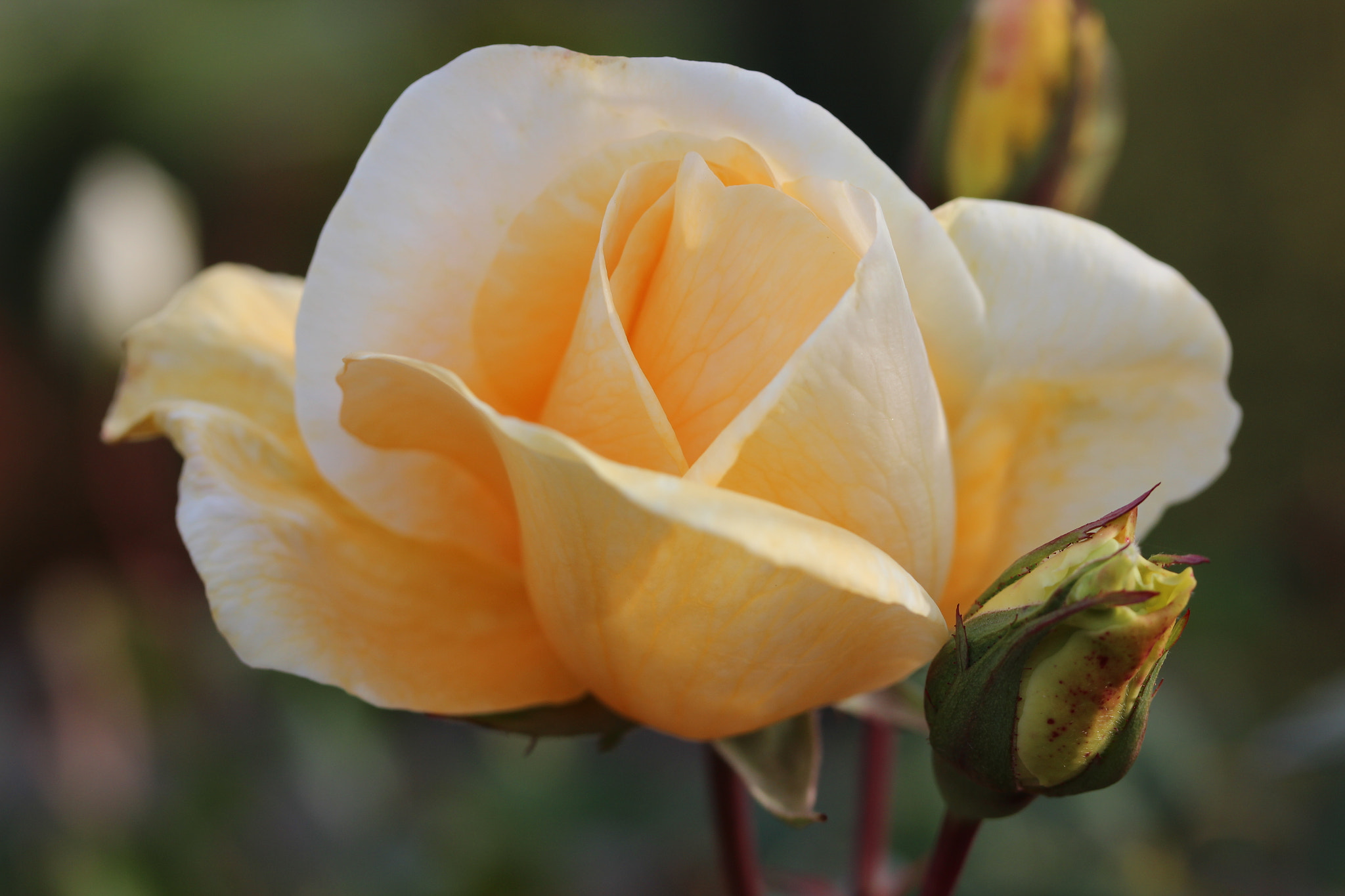 Canon EF-S 60mm F2.8 Macro USM sample photo. One perfect one sadly not photography