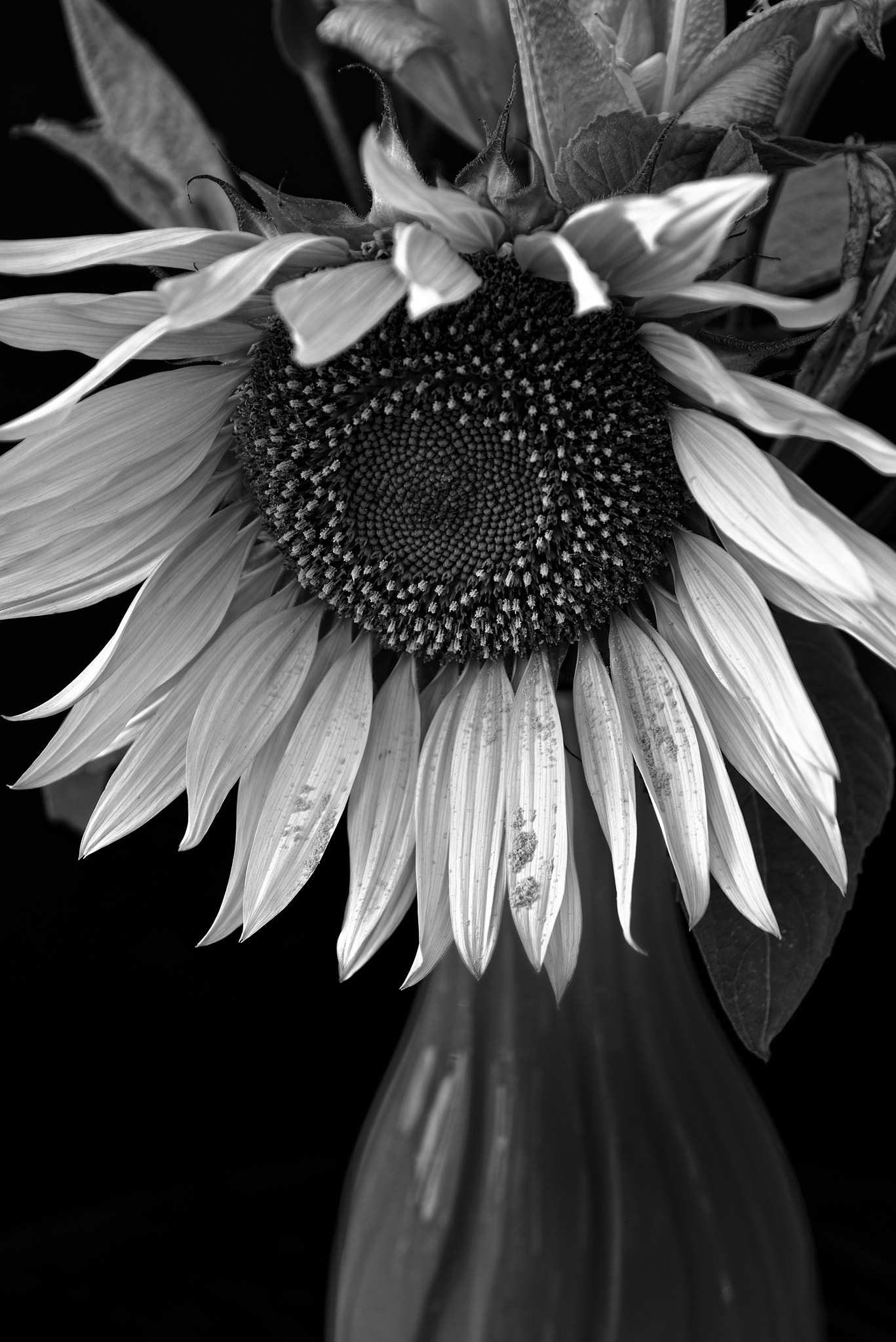 Nikon D600 + Sigma 24-70mm F2.8 EX DG Macro sample photo. Sunflower photography