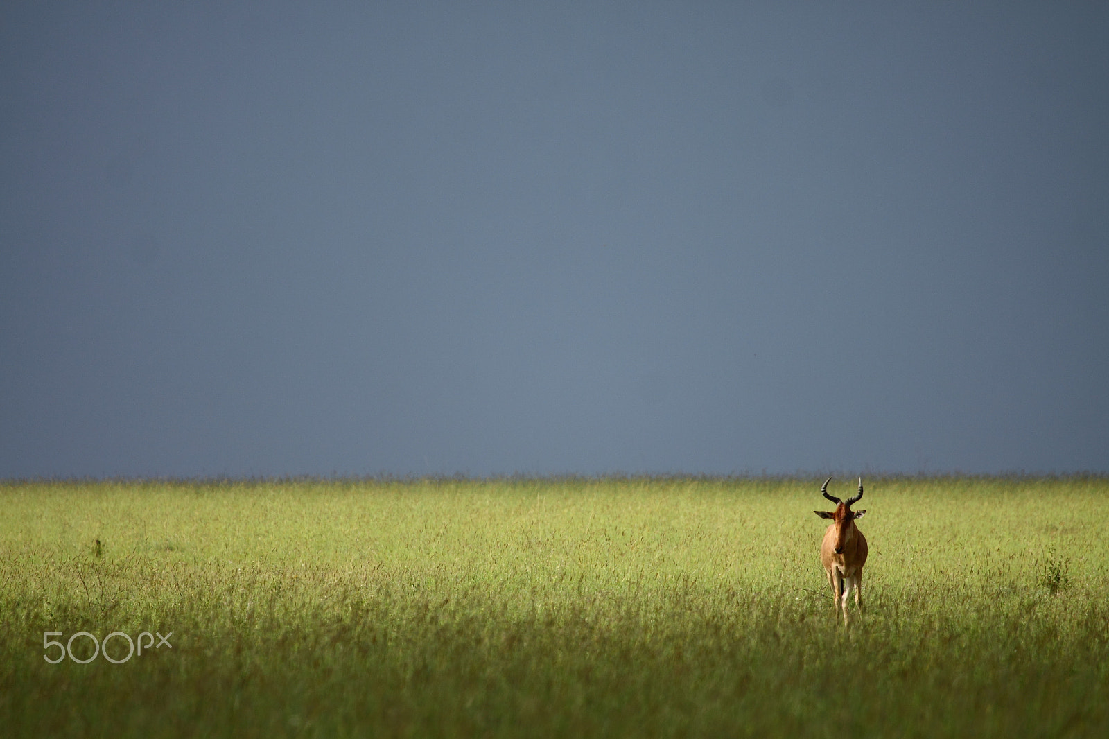 Canon EF 100-400mm F4.5-5.6L IS USM sample photo. Hartebeest and a serengeti storm photography
