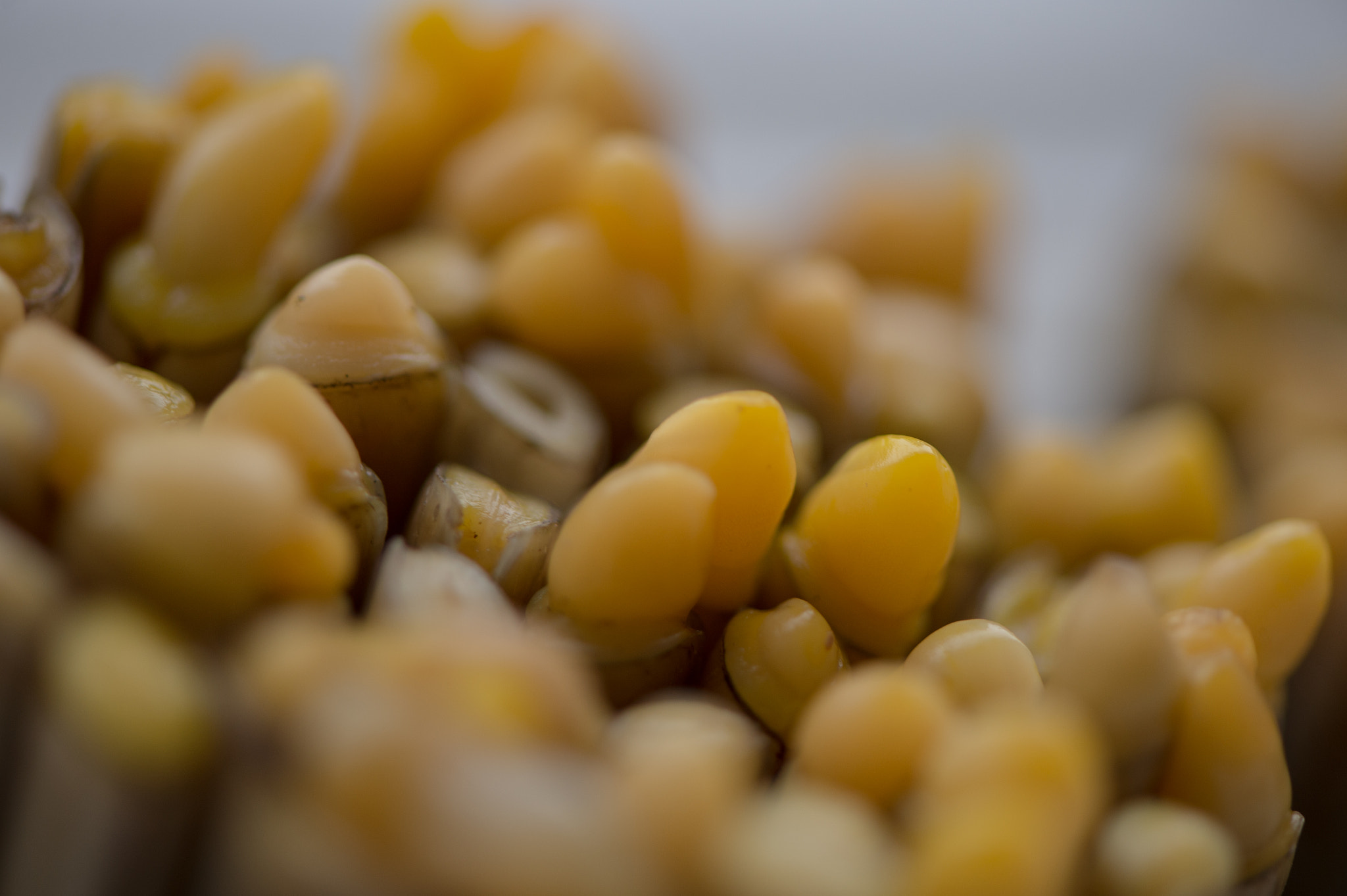 Nikon Df sample photo. 清明美味，竹蛏。 photography