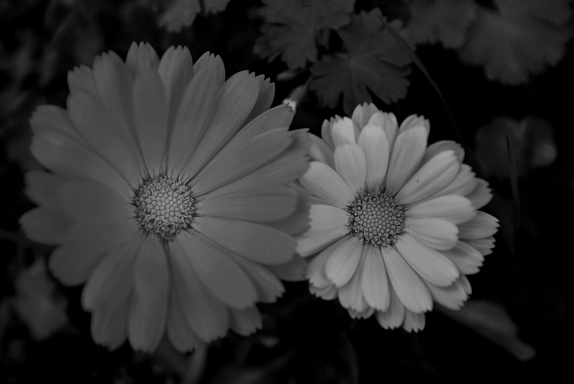 Nikon D200 + AF Zoom-Nikkor 28-85mm f/3.5-4.5 sample photo. Springtime in b/w photography