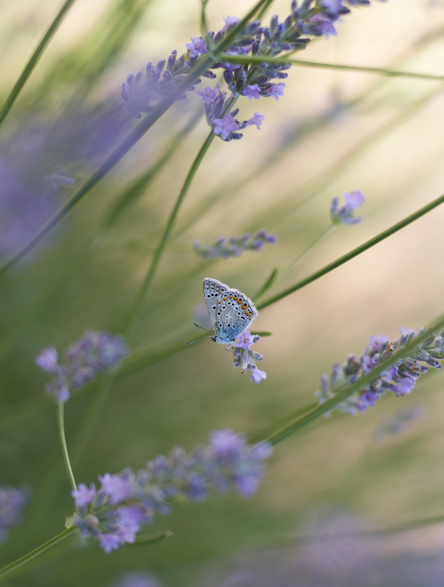ZEISS Planar T* 50mm F1.4 sample photo. Delicate butterfly photography
