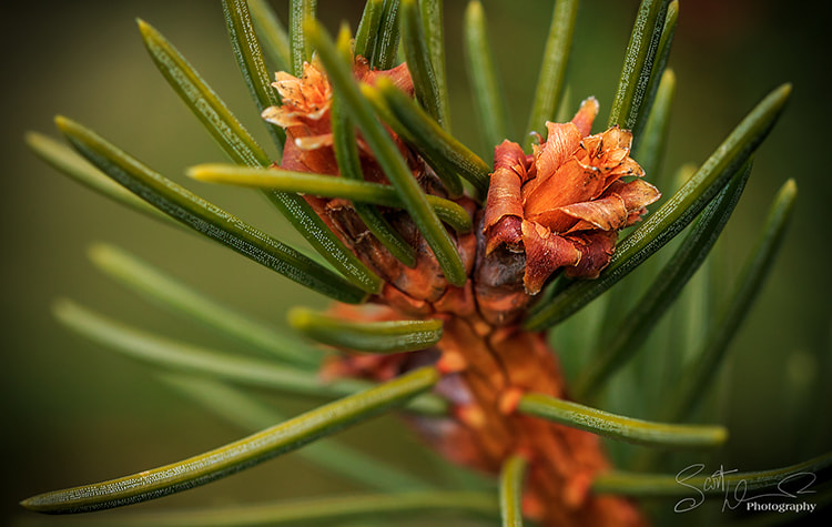 Tamron SP AF 60mm F2 Di II LD IF Macro sample photo. Encoded... photography