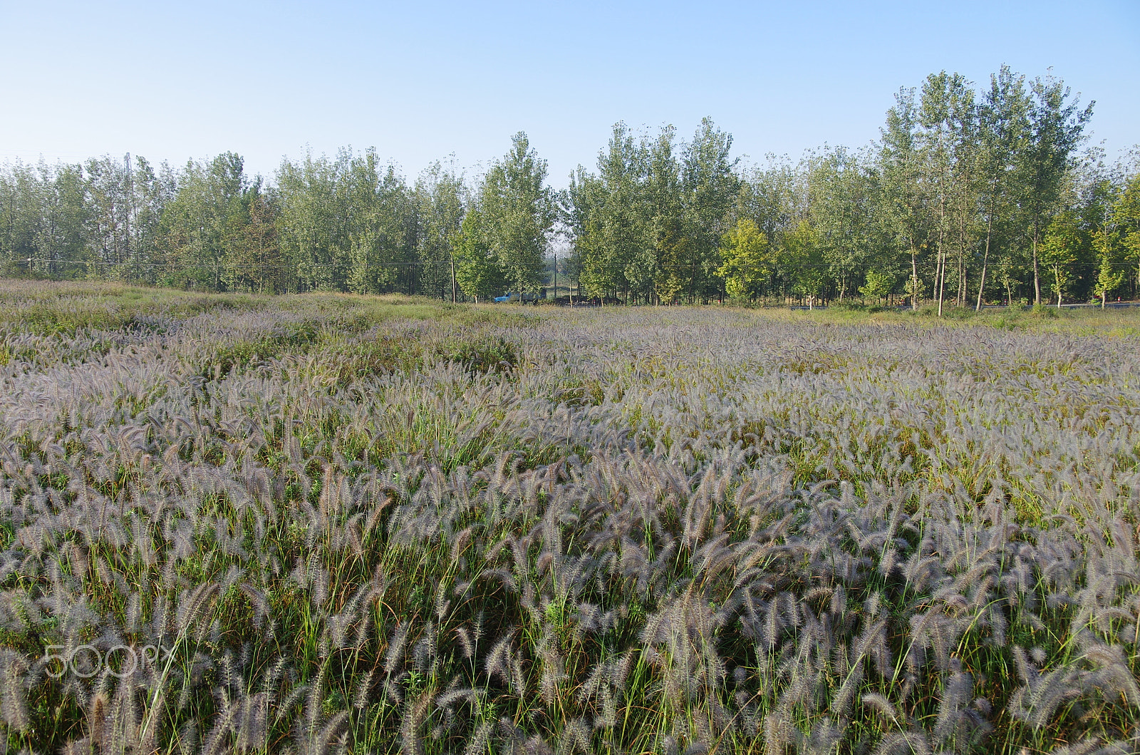 Pentax smc DA 17-70mm F4.0 AL (IF) SDM sample photo. Grassland 草地 photography