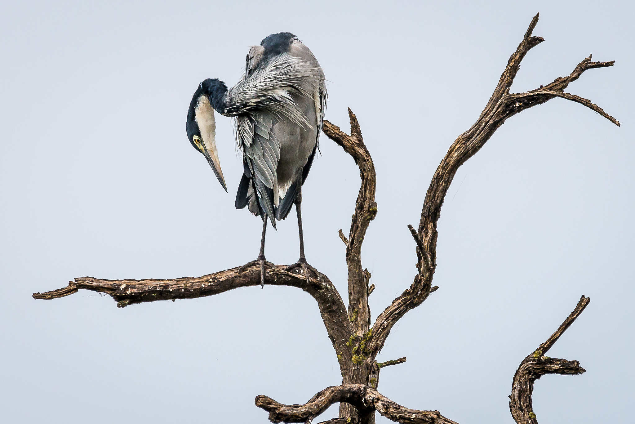 Sigma 150-600mm F5-6.3 DG OS HSM | S sample photo. Black-headed heron photography