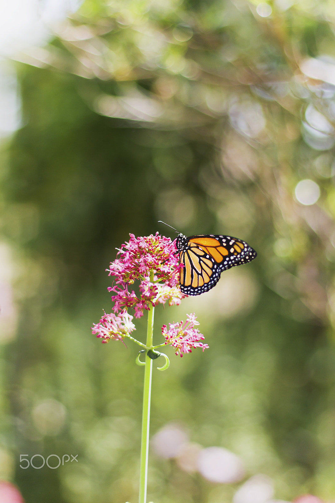 Canon EOS 700D (EOS Rebel T5i / EOS Kiss X7i) + Canon EF 50mm F1.4 USM sample photo. Little bit of spring. photography