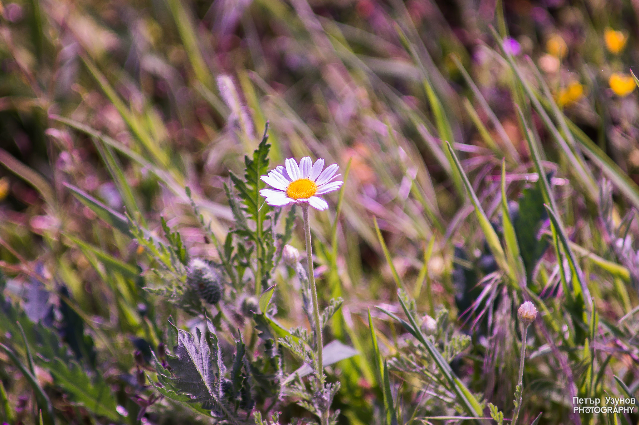 Minolta AF 80-200mm F4.5-5.6 sample photo. Flow photography