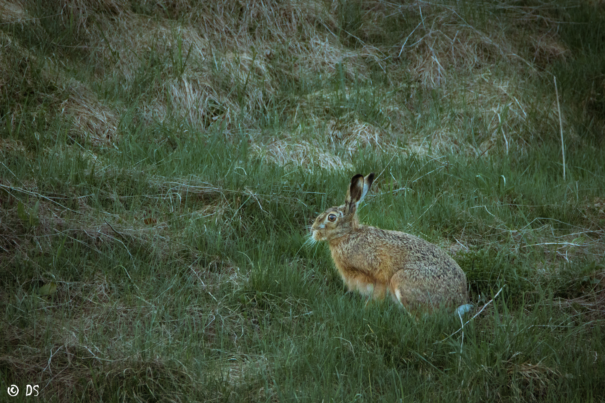 Tamron SP 150-600mm F5-6.3 Di VC USD sample photo. Feldhase photography