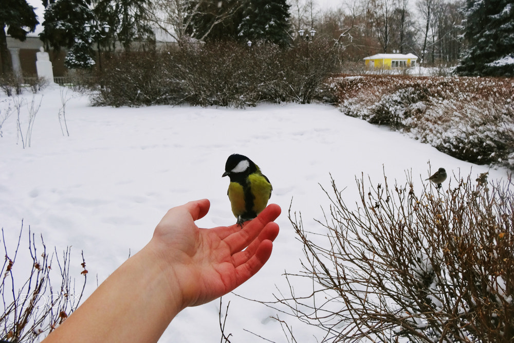 Sony DSC-HX20 sample photo. Bird feeding on a hand photography
