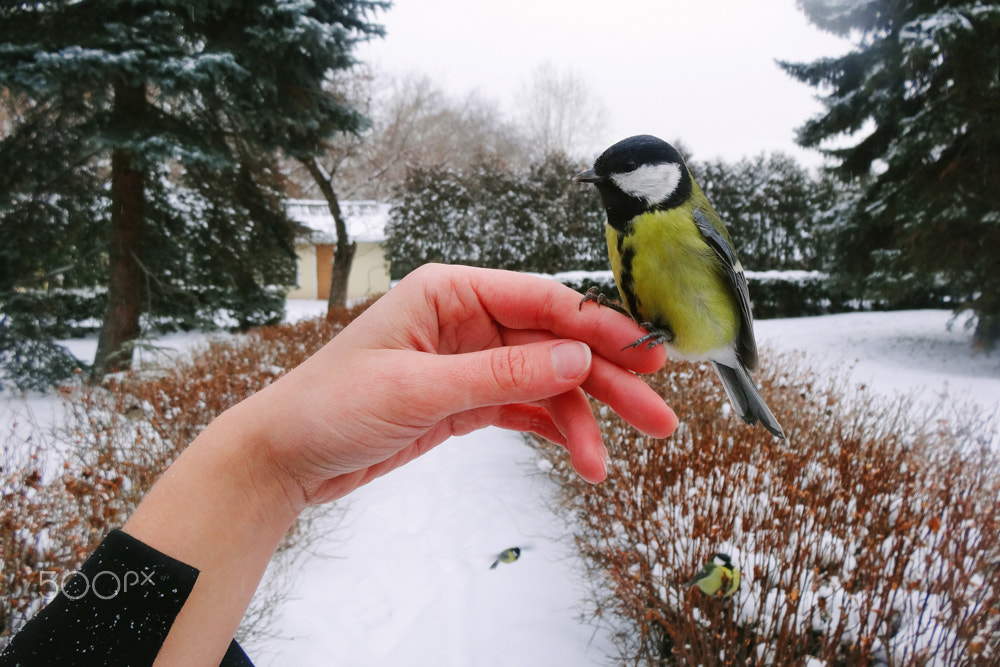 Sony DSC-HX20 sample photo. Bird feeding on a hand photography