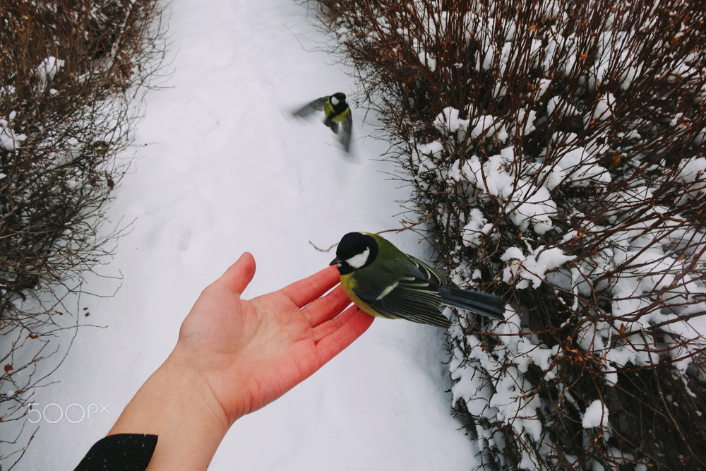 Sony DSC-HX20 sample photo. Bird feeding on a hand photography