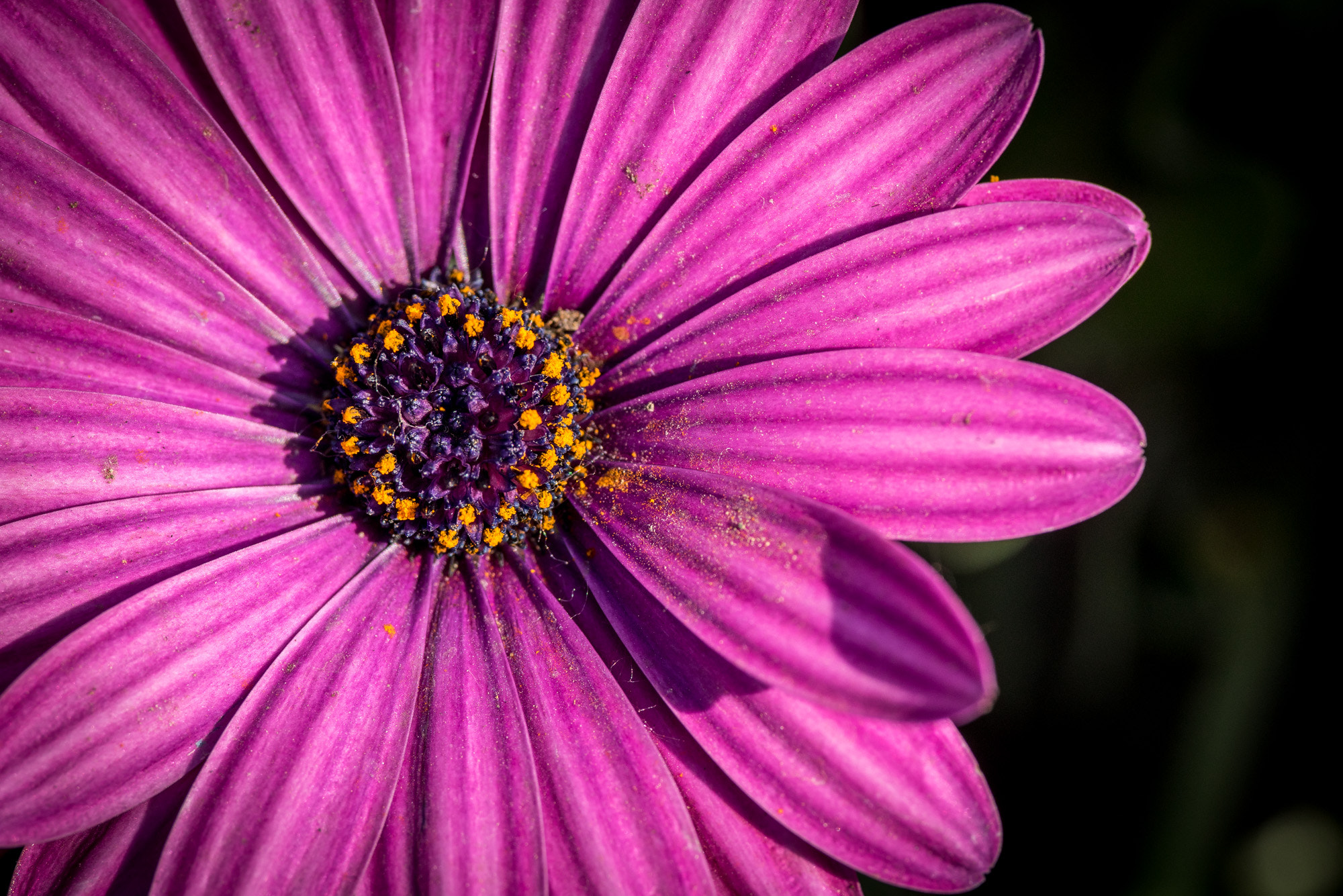Voigtlander Macro APO-Lanthar 125mm F2.5 SL sample photo. 南非万寿菊 photography