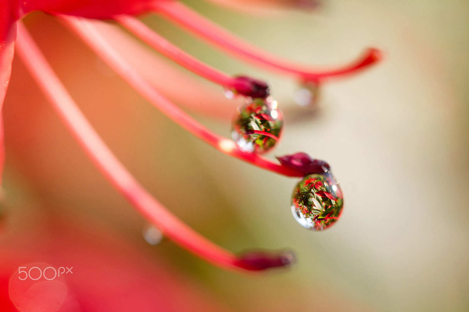 Sigma 180mm F3.5 EX DG Macro sample photo. Drop flower azalea photography