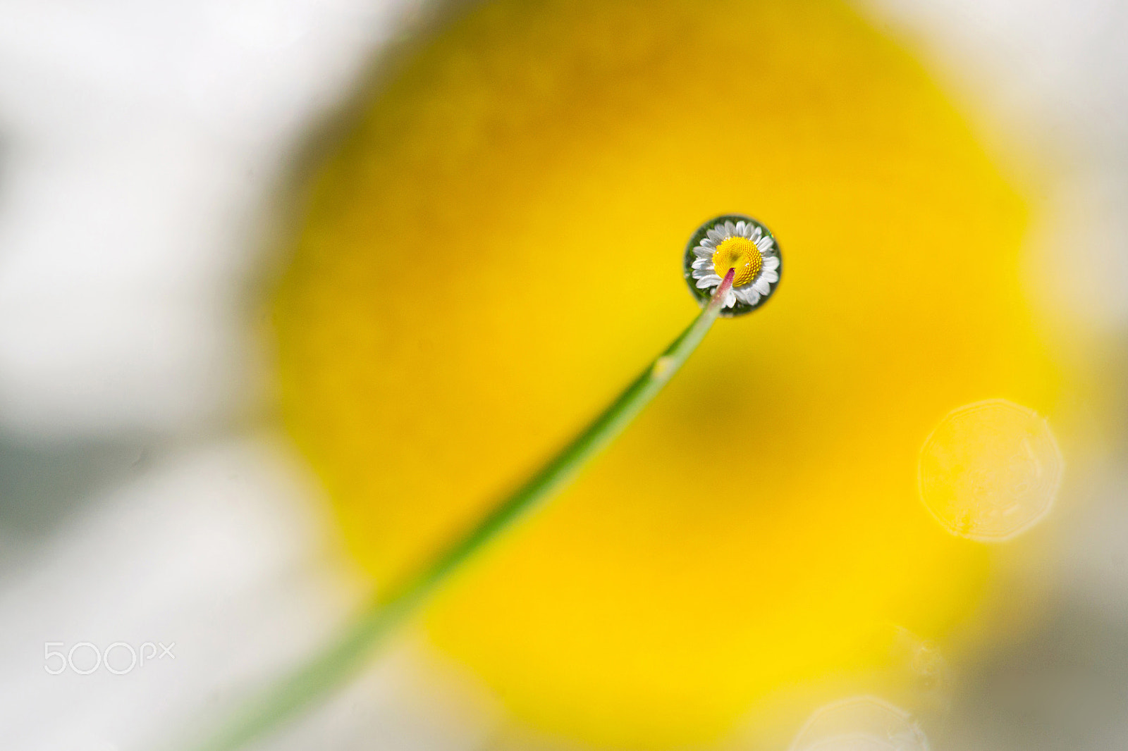 Sony Alpha DSLR-A550 + Sigma 180mm F3.5 EX DG Macro sample photo. Drop flower daisy photography