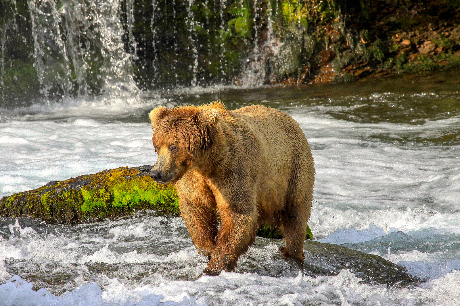 Canon EF 100-400mm F4.5-5.6L IS USM sample photo. Bear crossing photography