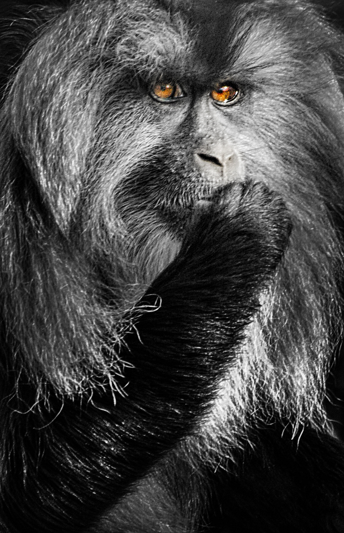 Sigma 70-300mm F4-5.6 APO DG Macro sample photo. Monkey photography