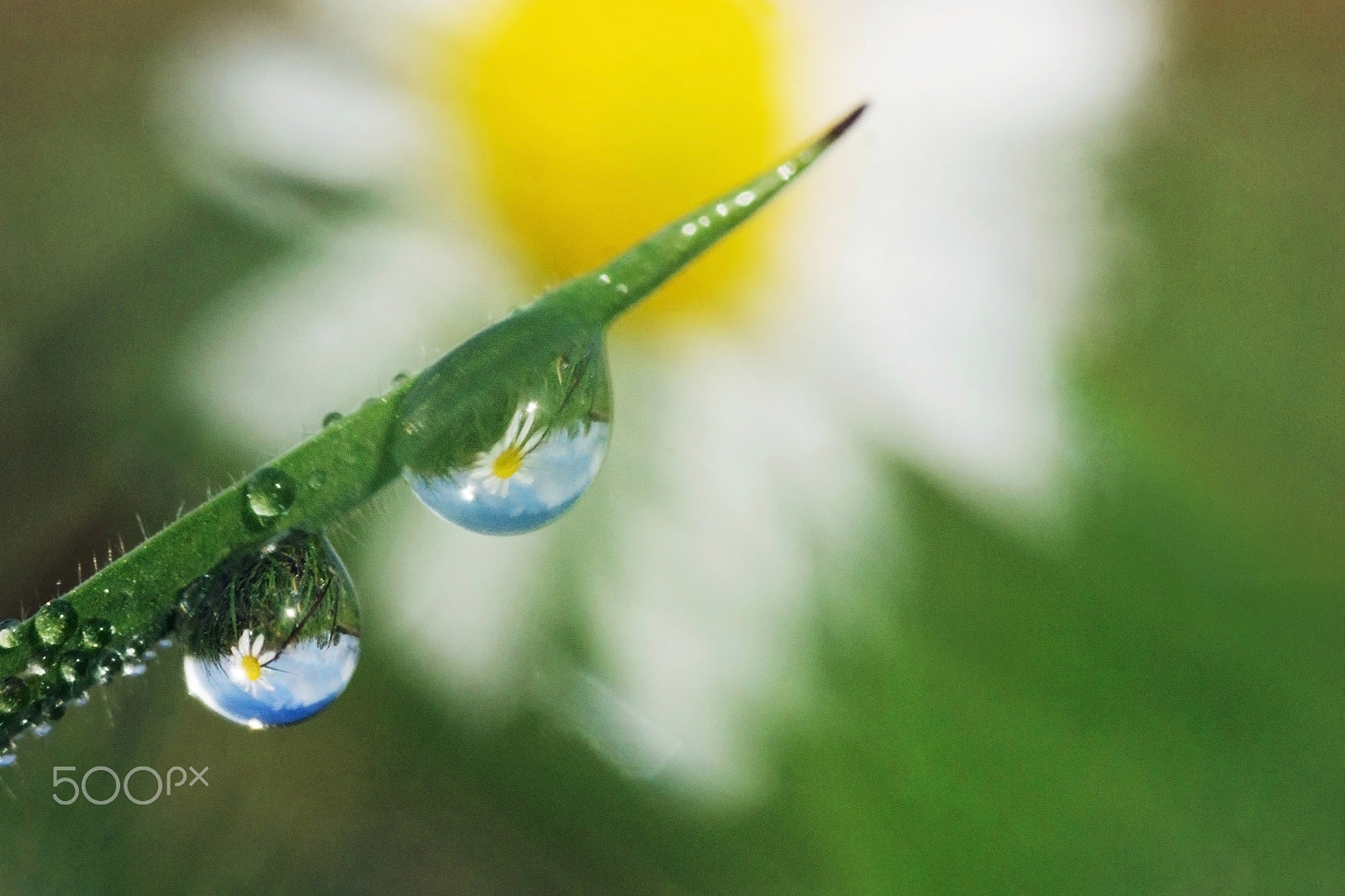 Sigma 30mm F1.4 EX DC HSM sample photo. Drop flower daisy - gouttes marguerite photography