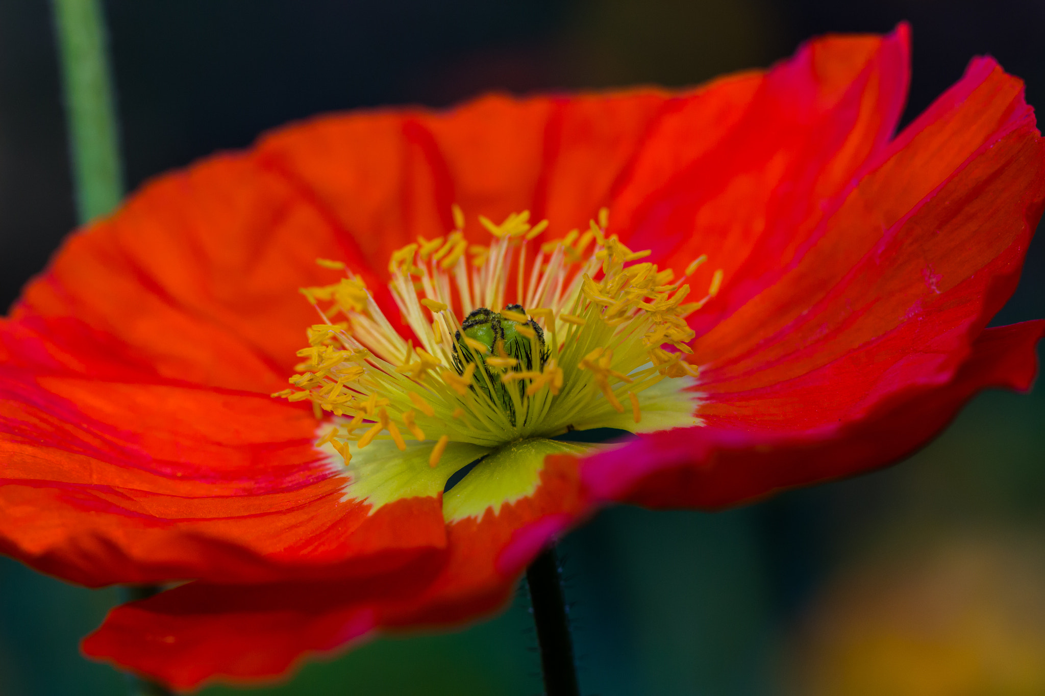 Canon EOS 100D (EOS Rebel SL1 / EOS Kiss X7) + Canon EF 100mm F2.8L Macro IS USM sample photo. Red poppy photography