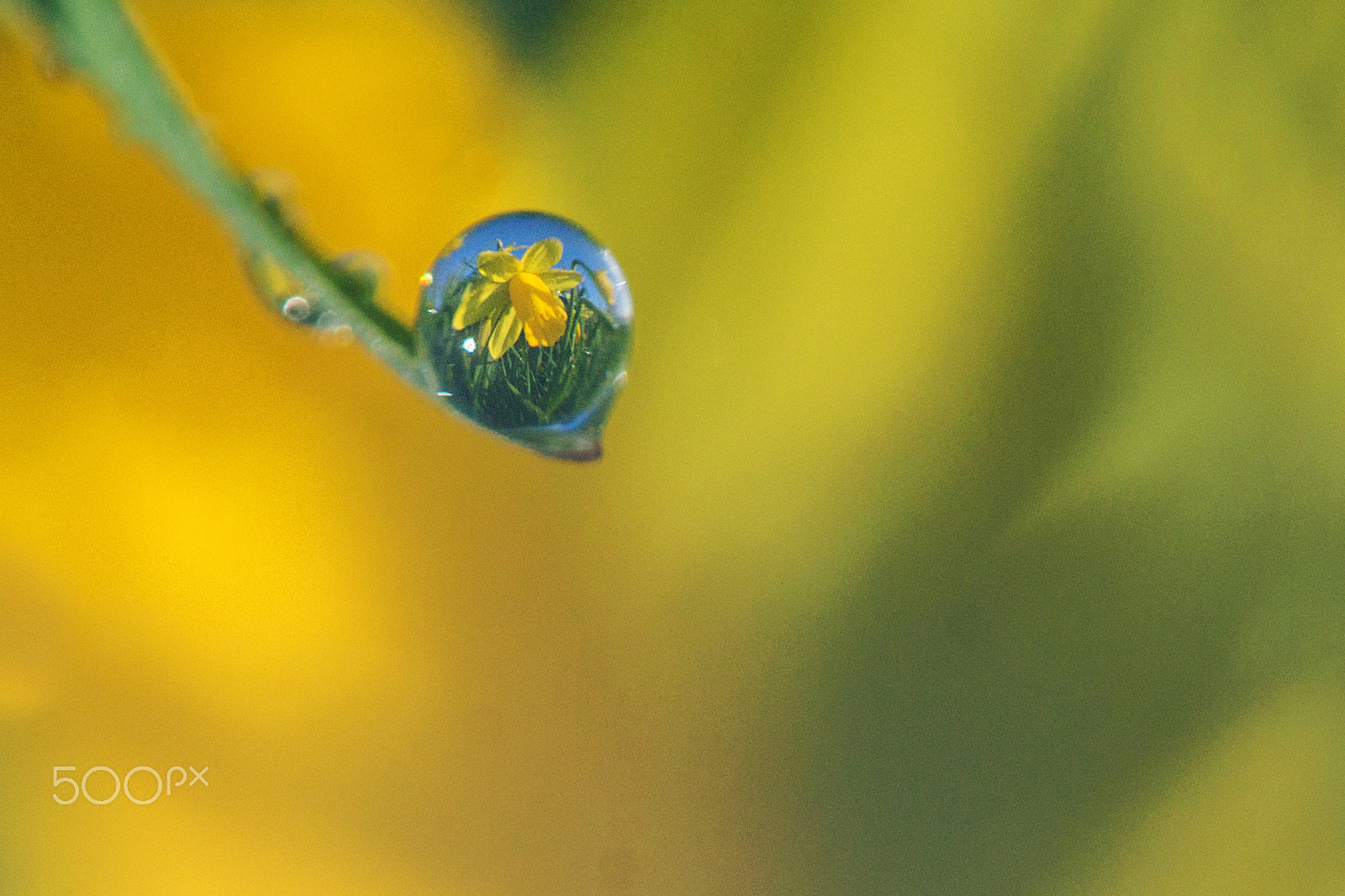 Sigma 180mm F3.5 EX DG Macro sample photo. Drop flower - goutte jonquille photography