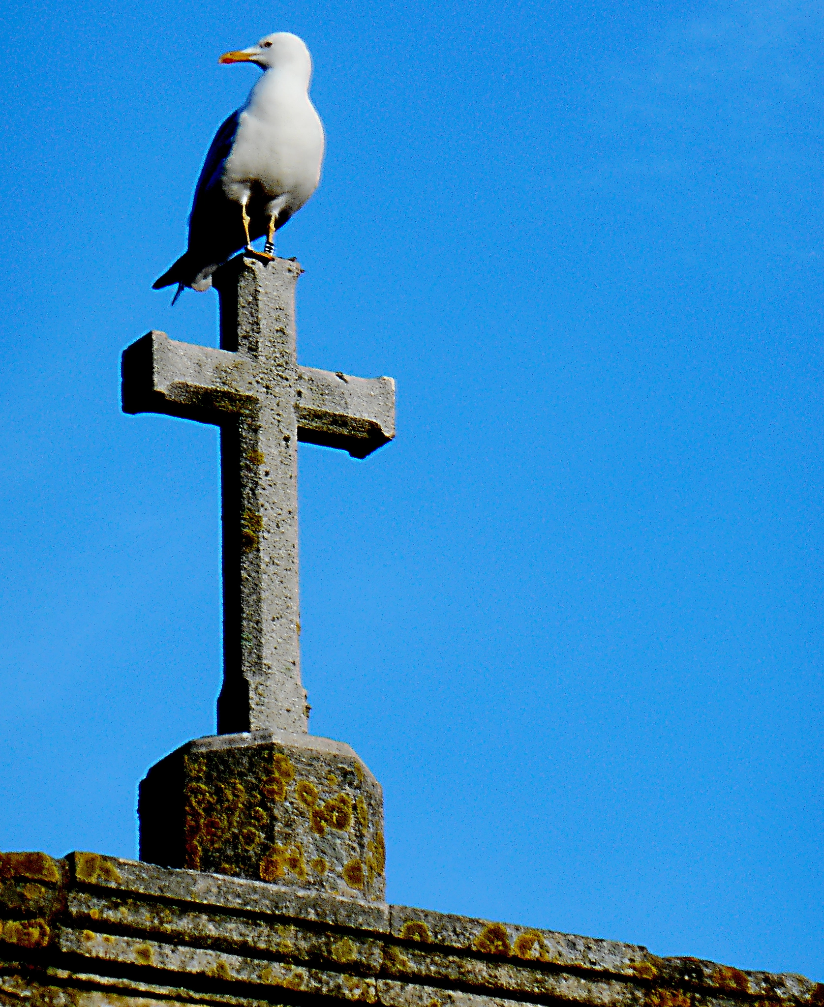Nikon COOLPIX S6700 sample photo. The seagull and the cross photography