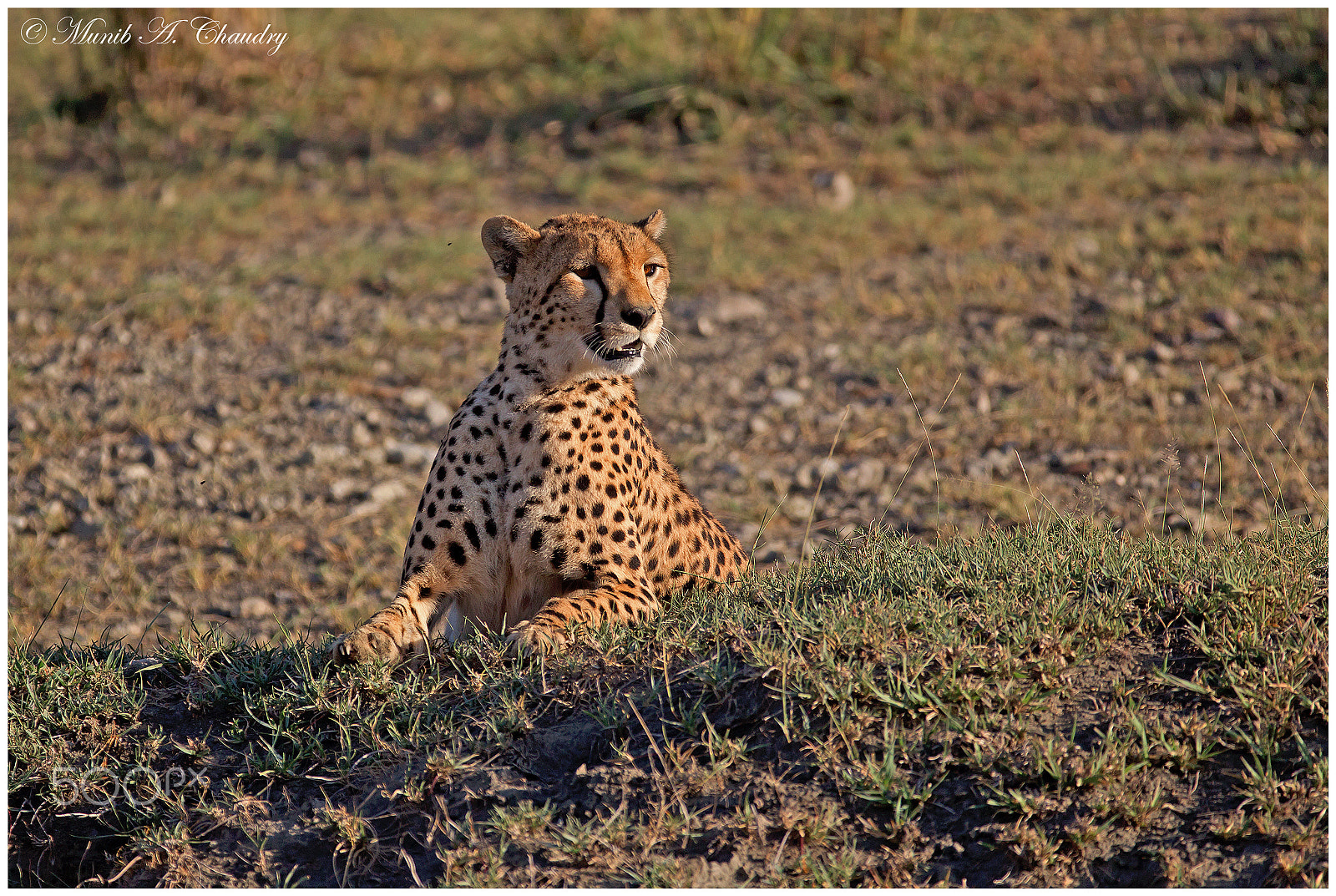 Canon EF 200-400mm F4L IS USM Extender 1.4x sample photo. Mamma at sunrise! photography