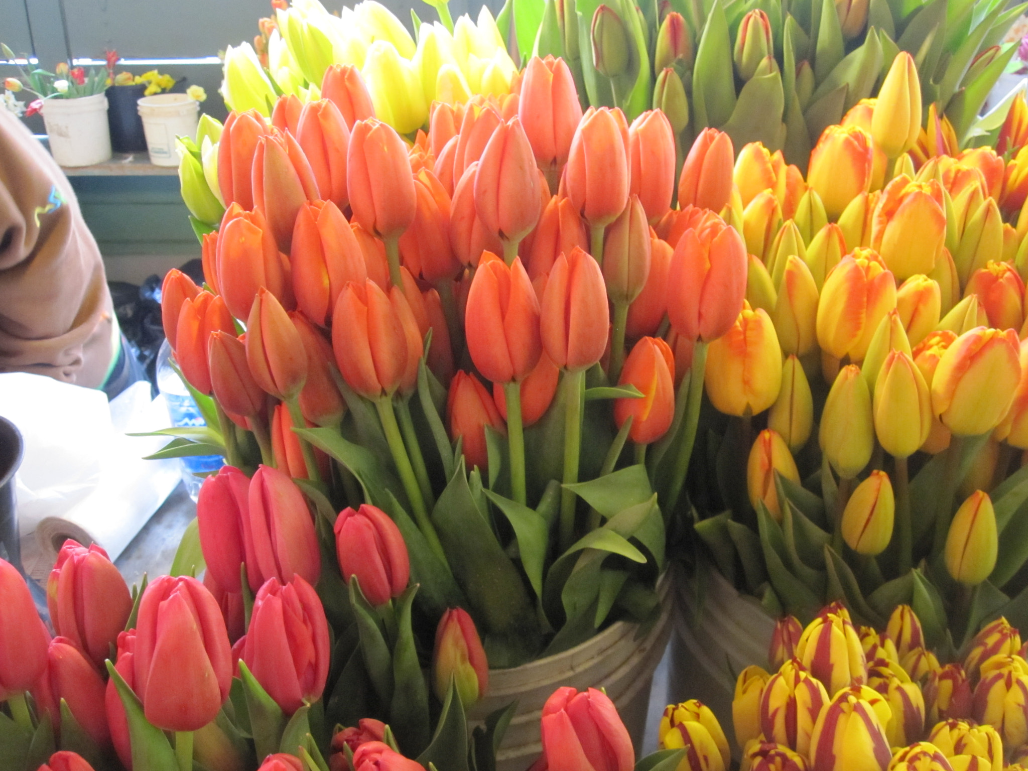 Canon PowerShot SD780 IS (Digital IXUS 100 IS / IXY Digital 210 IS) sample photo. Tulips at pike place photography