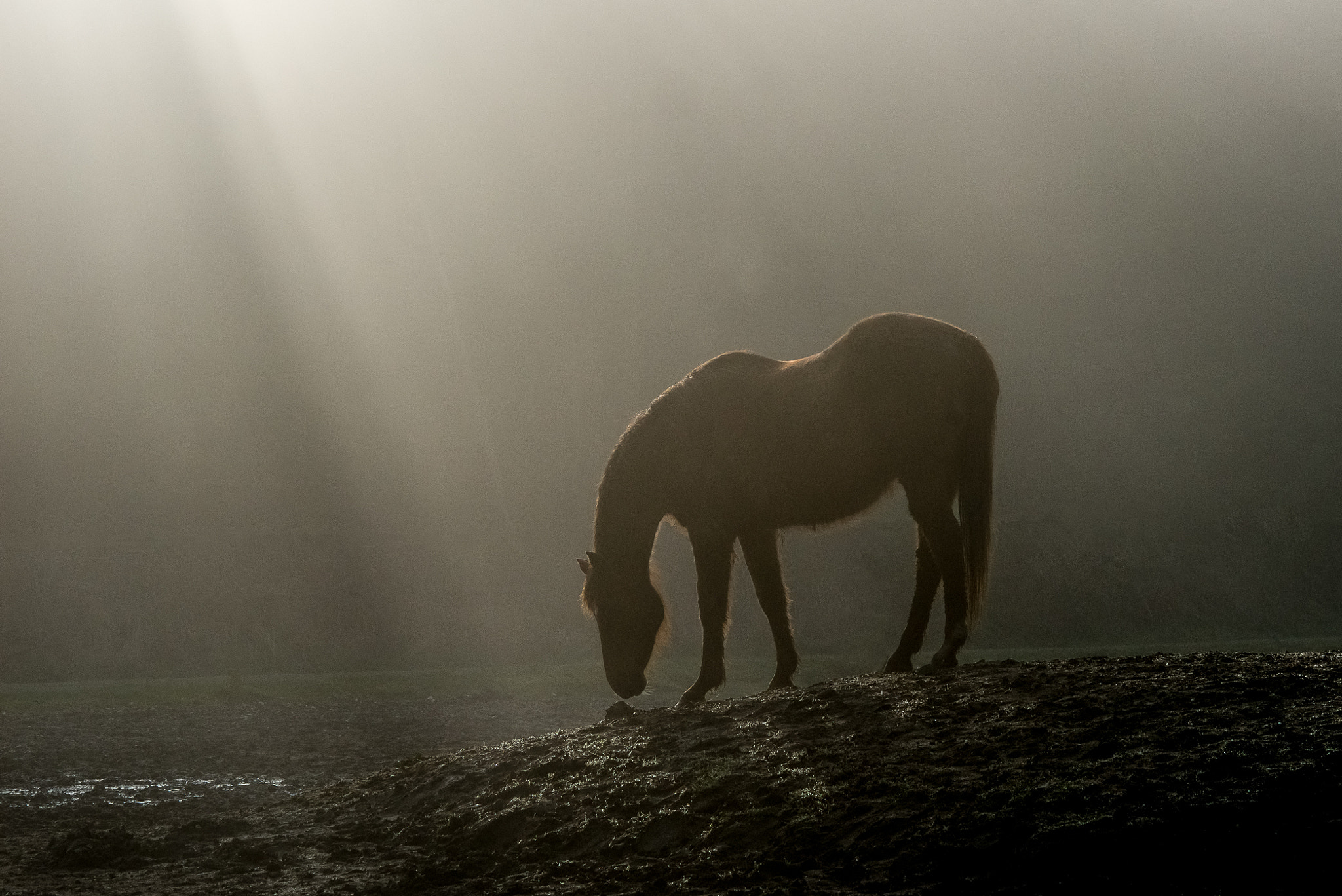 Nikon D800E + AF DC-Nikkor 135mm f/2D sample photo. Morning sun photography