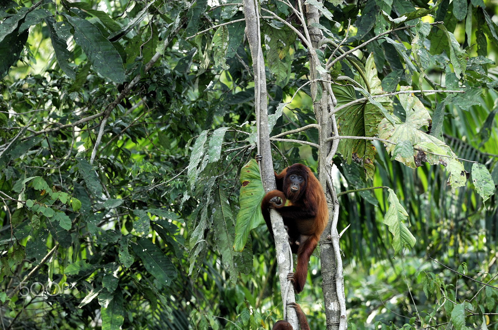 Nikon D2X + Nikon AF-S Nikkor 500mm F4G ED VR sample photo. Red howier monkey in the jungle photography